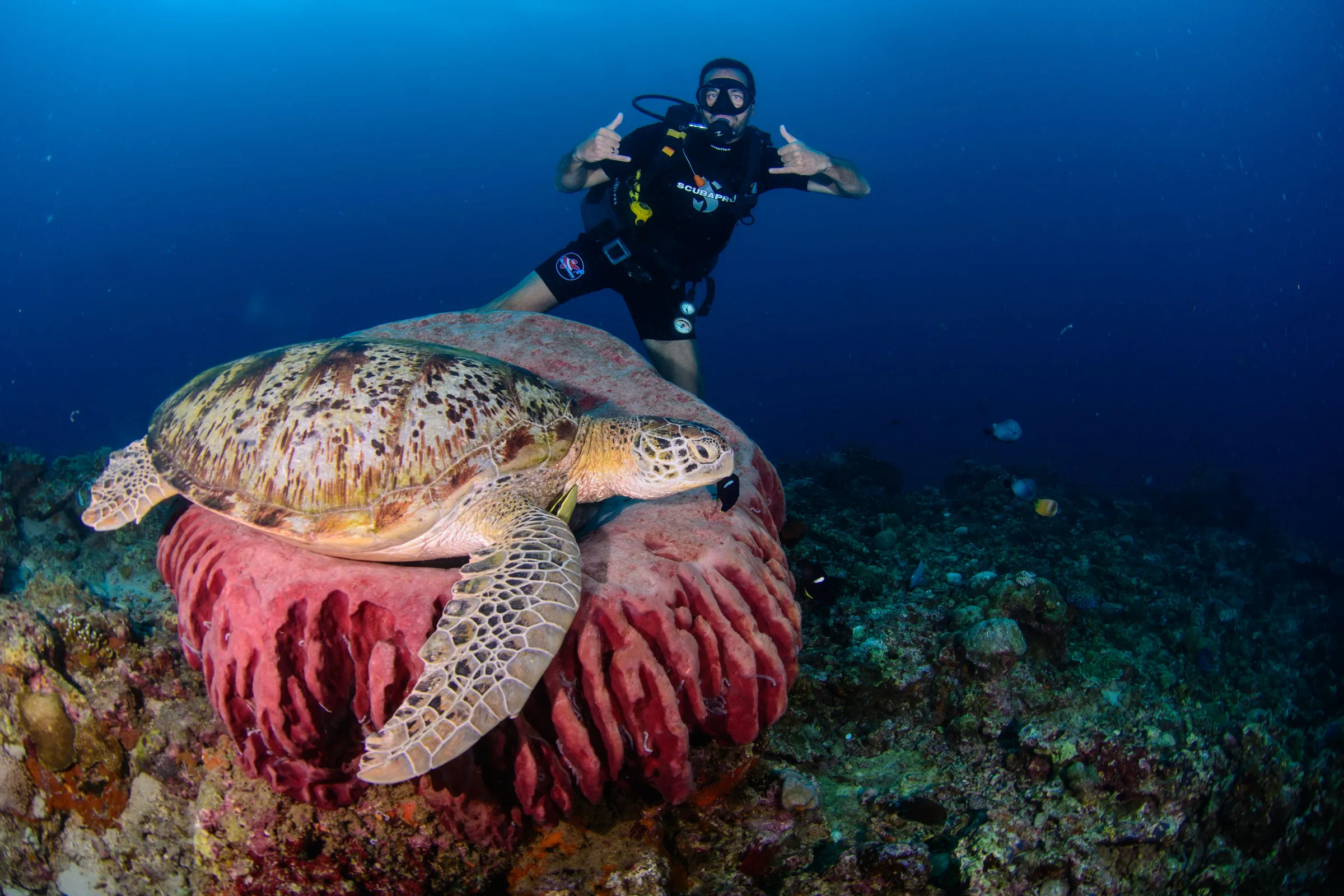 Diver above turtle on sponge