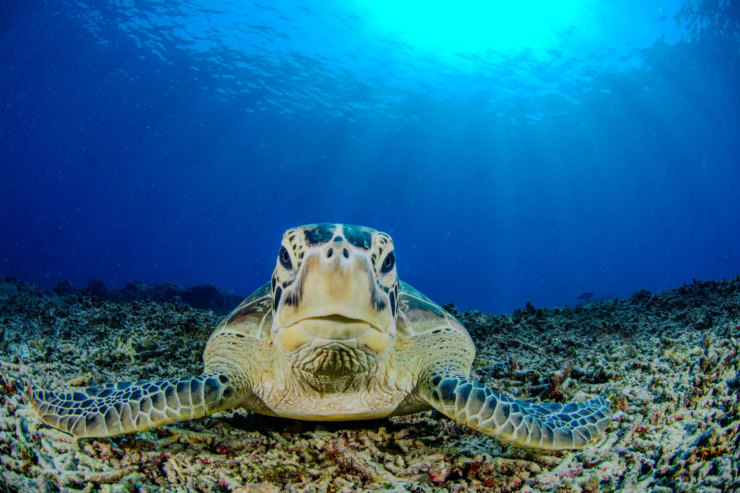 Green turtle close-up portrait
