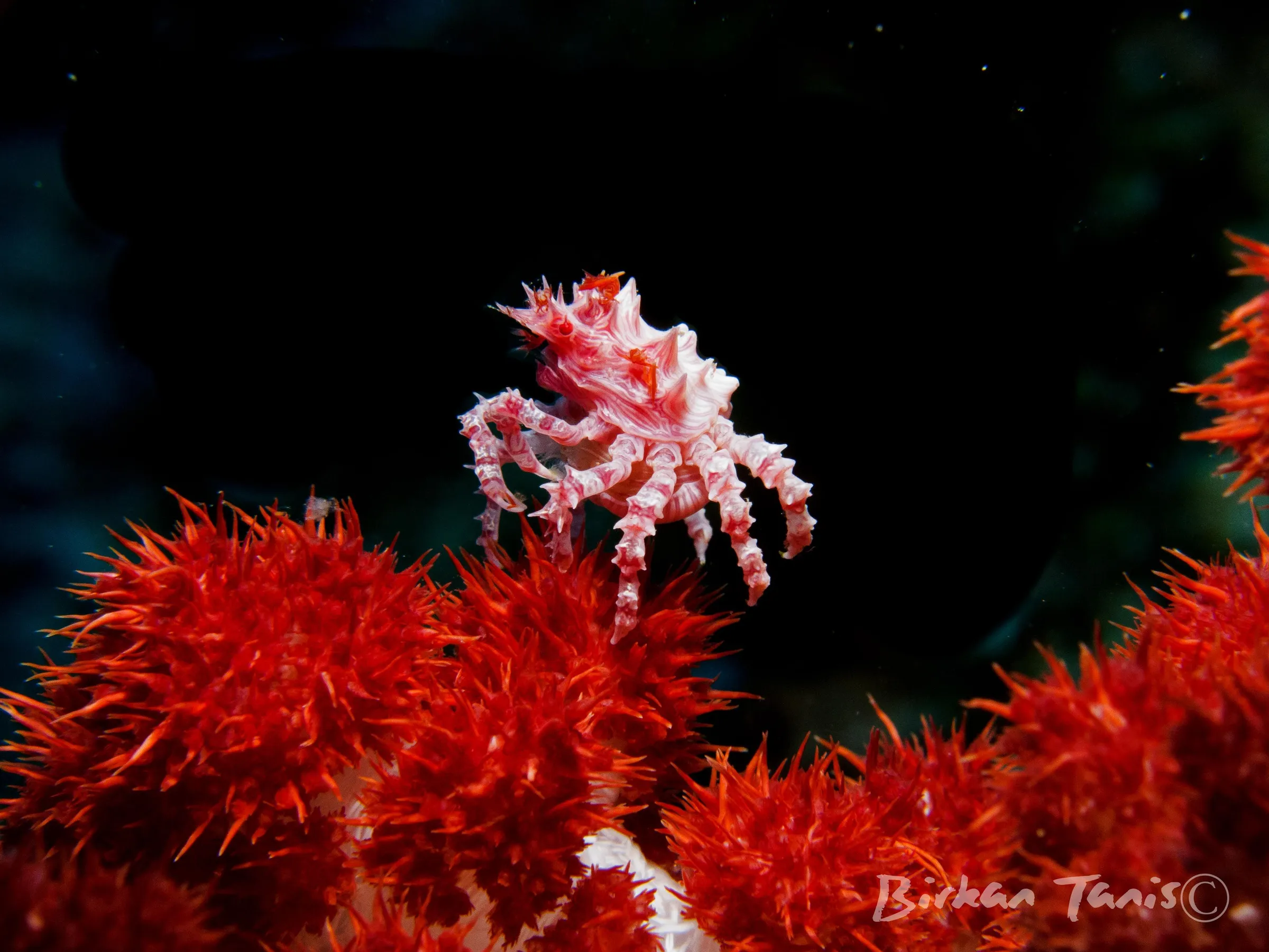 Soft coral crab on red coral