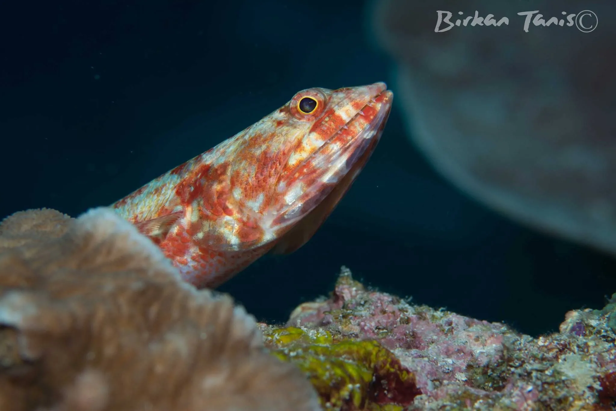 Lizard Fish