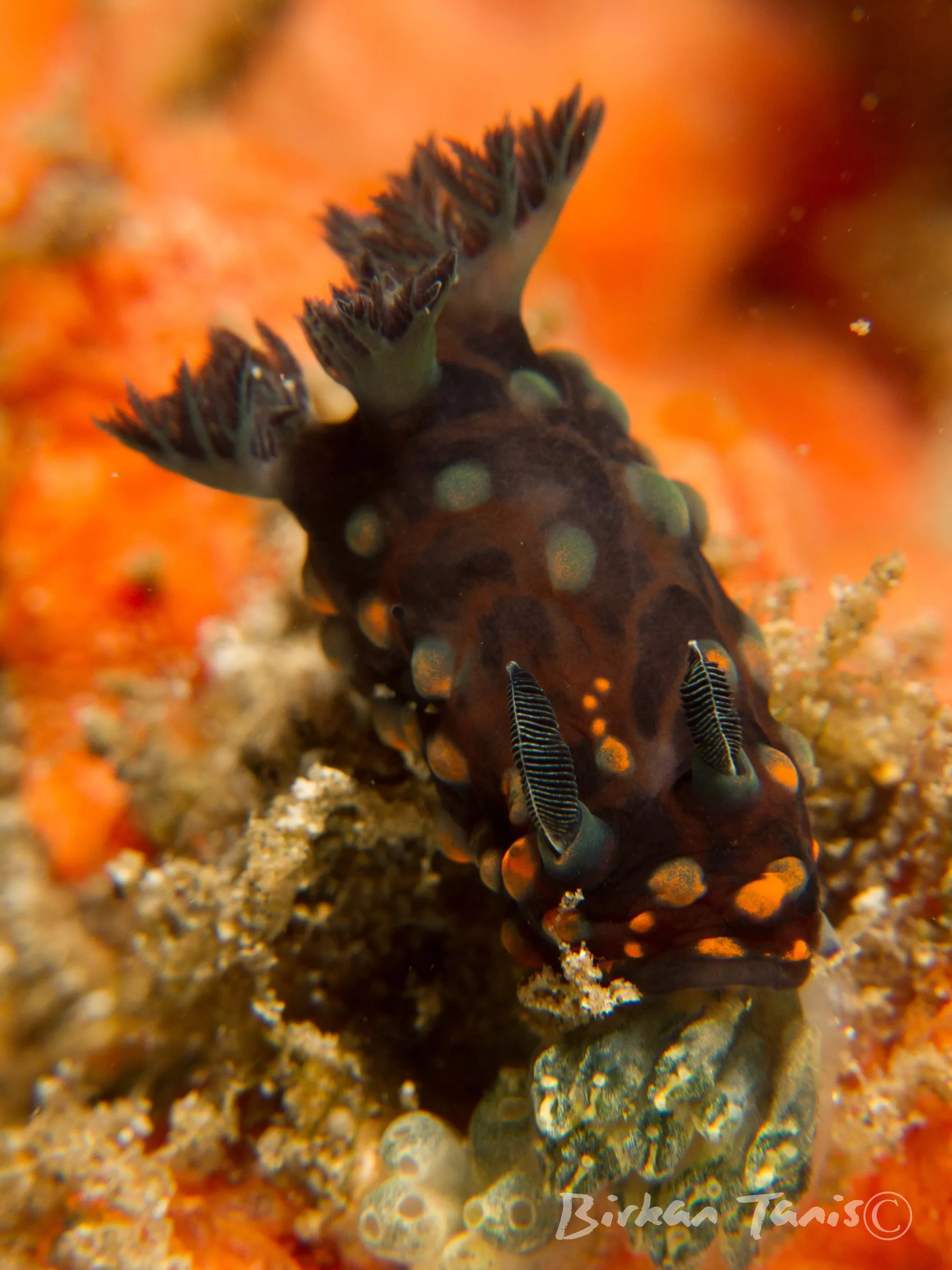 Nudibranch crawling on coral