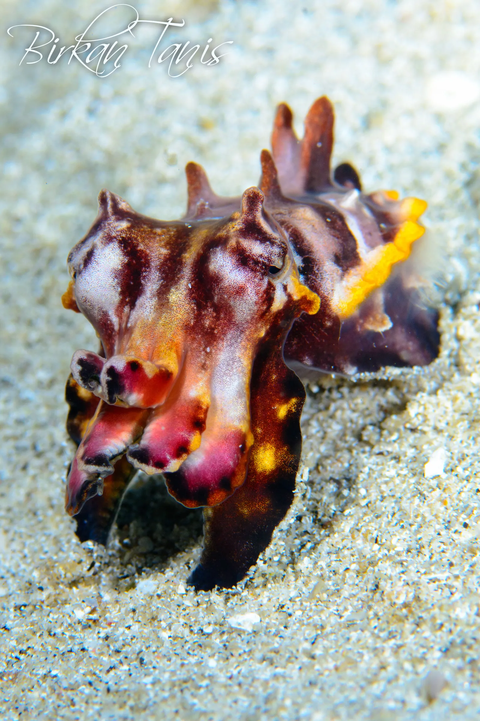 Flamboyant cuttlefish in motion