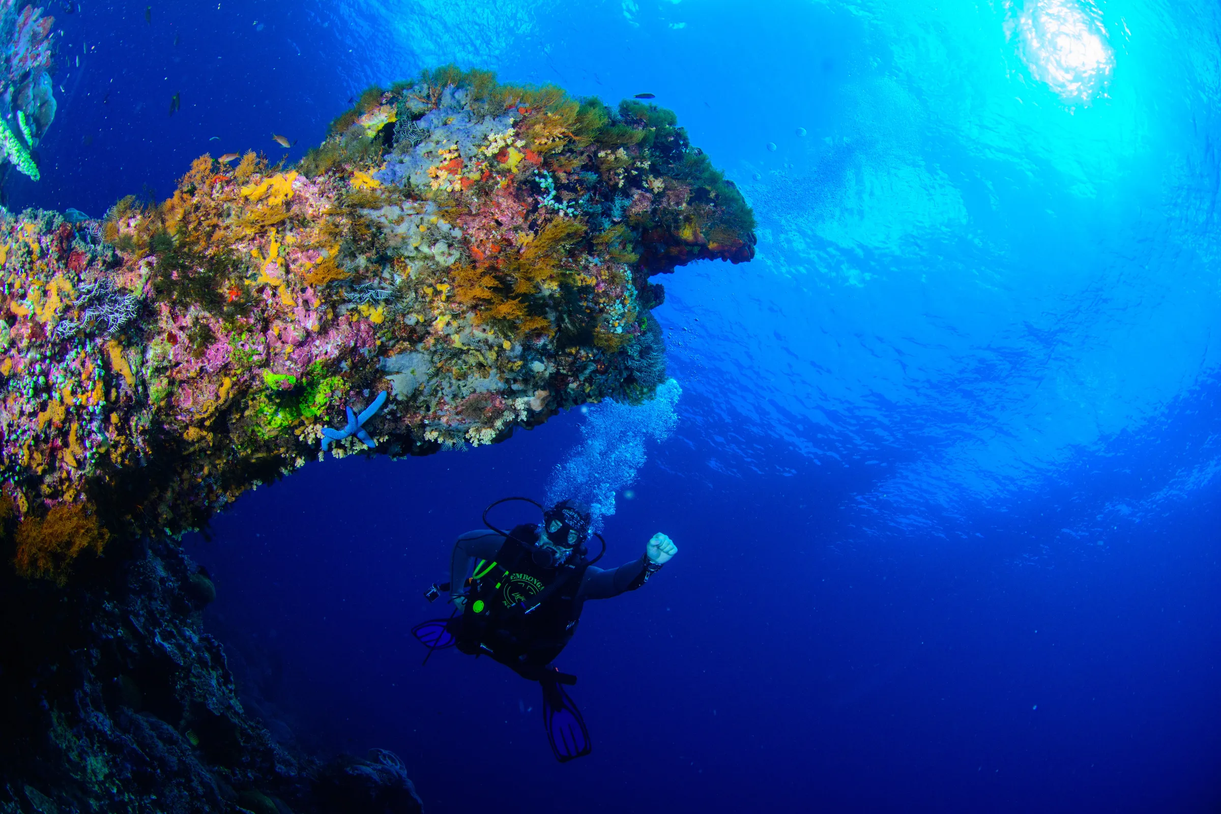Diver under colorful reef ledge