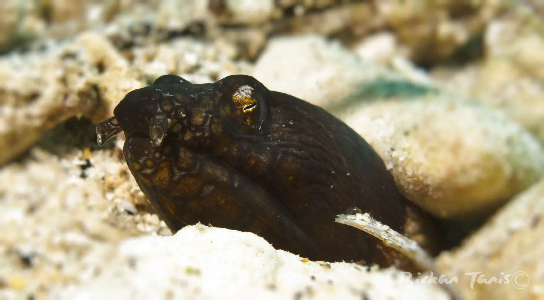 Napoleon Snake Eel peeking out