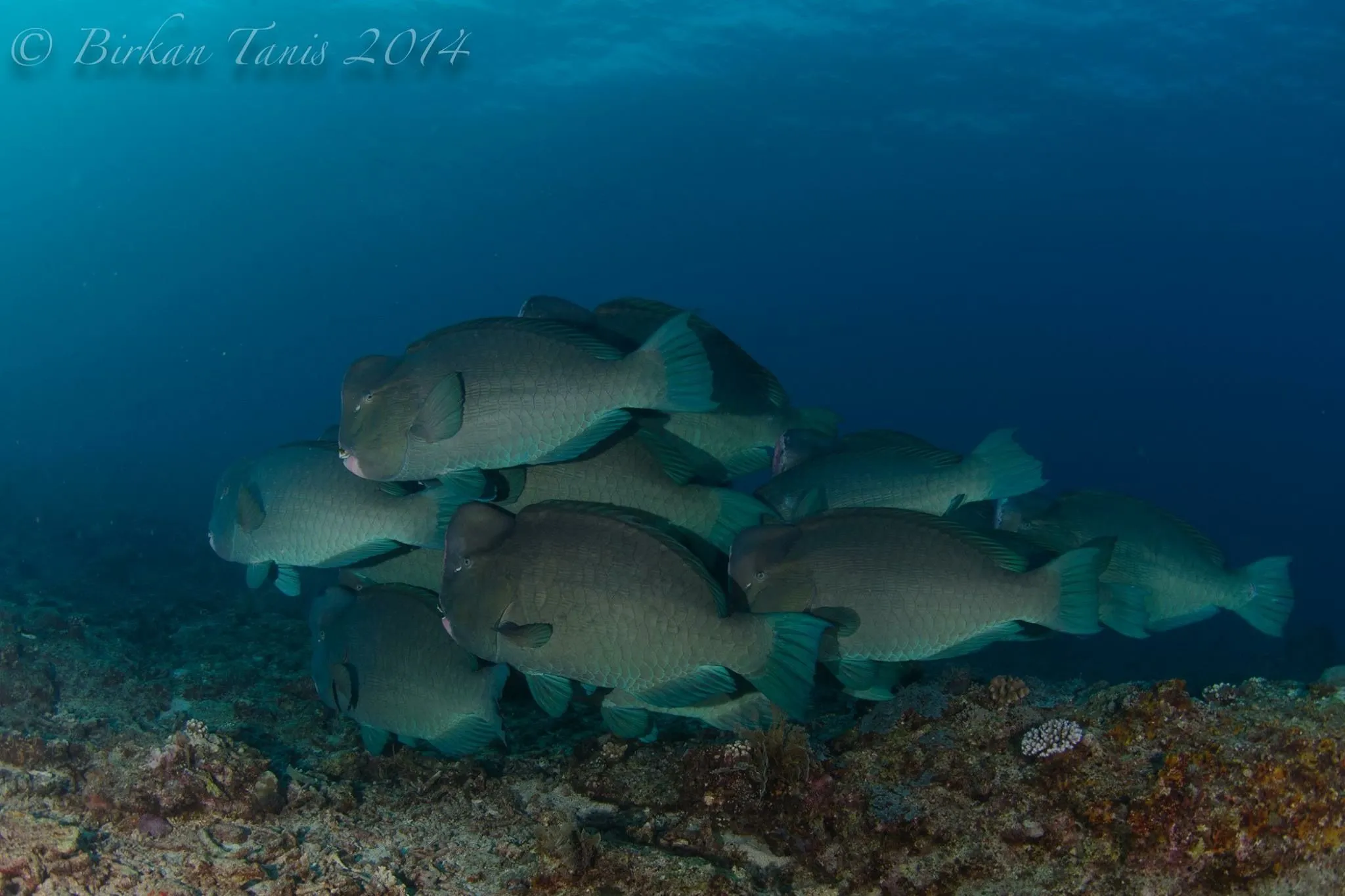 Bumphead parrotfish school
