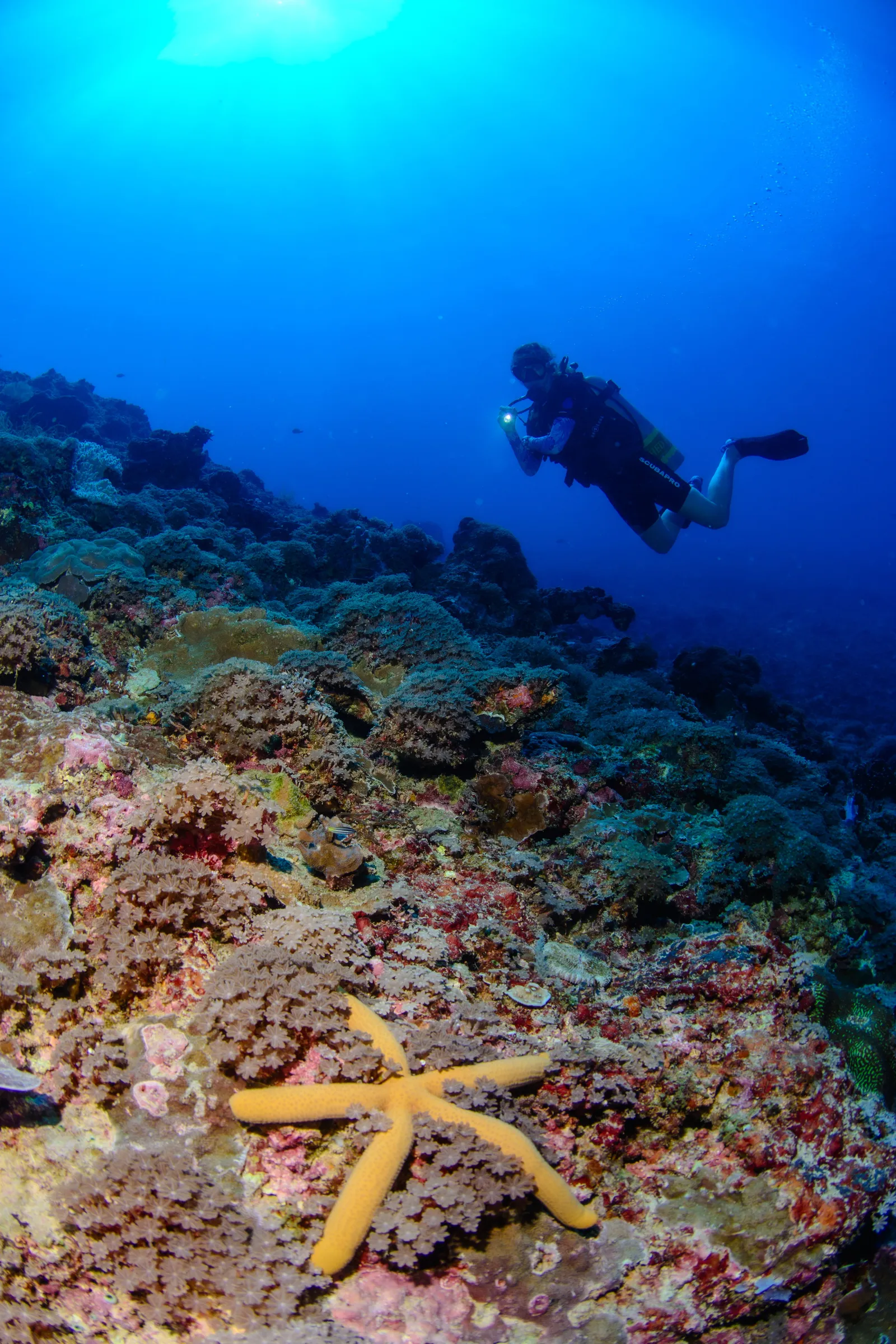 Sea star on the reef