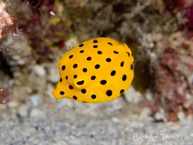 Juvenile boxfish on the sand