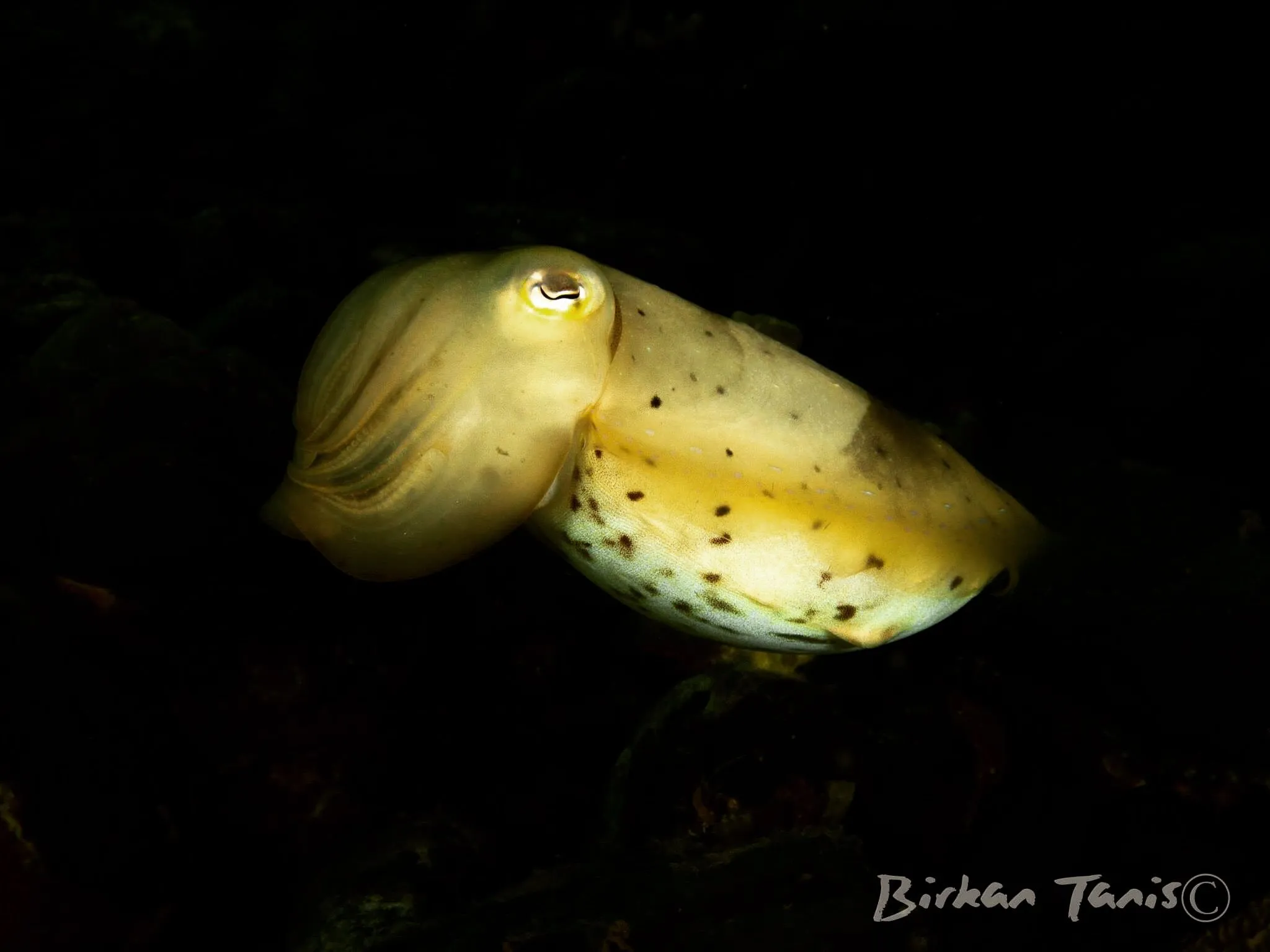 cuttlefish on sand