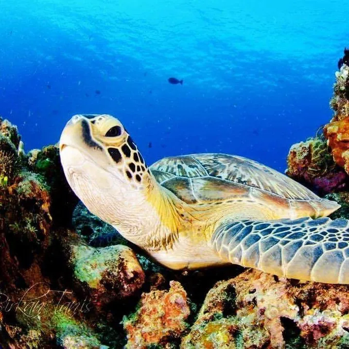 Turtle gliding over the reef