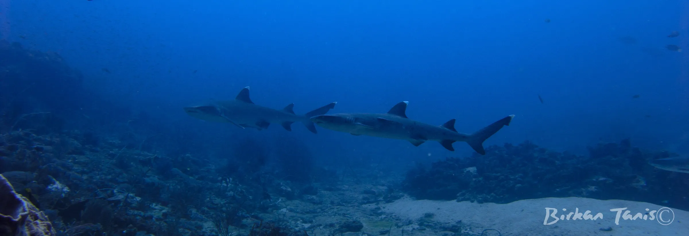 Whitetip reef shark on bottom
