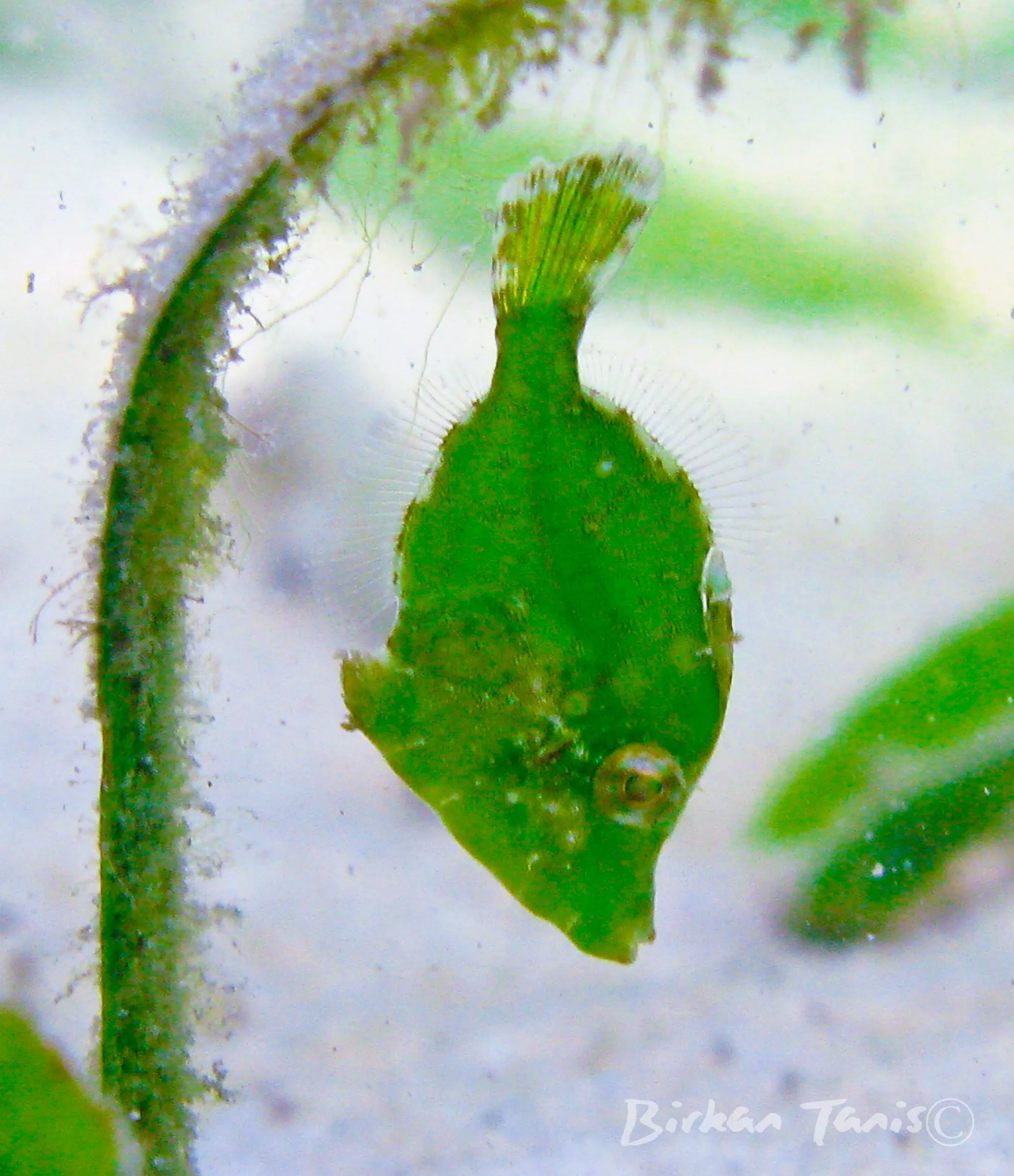 Green file fish