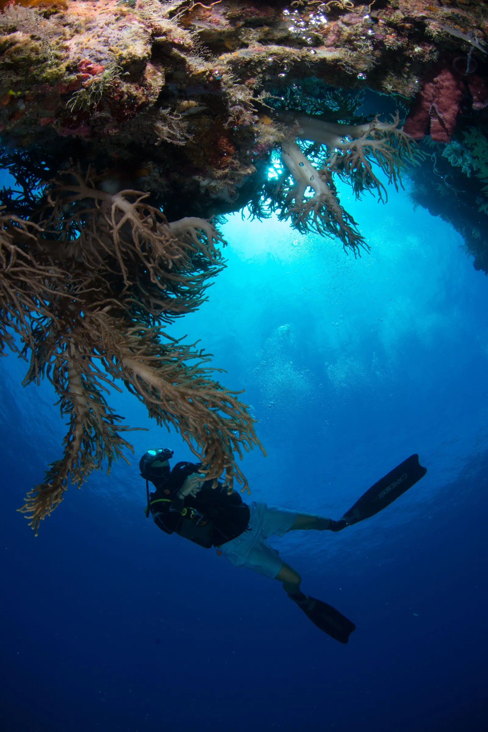 Sea fan on the reef wall