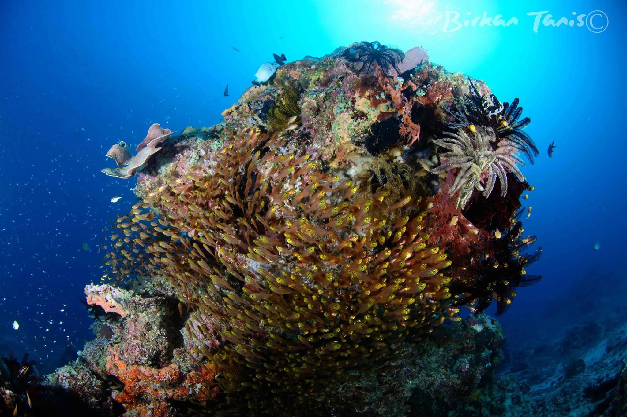 Glassfish