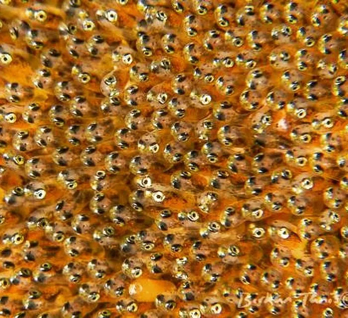 Nemo anemone fish eggs