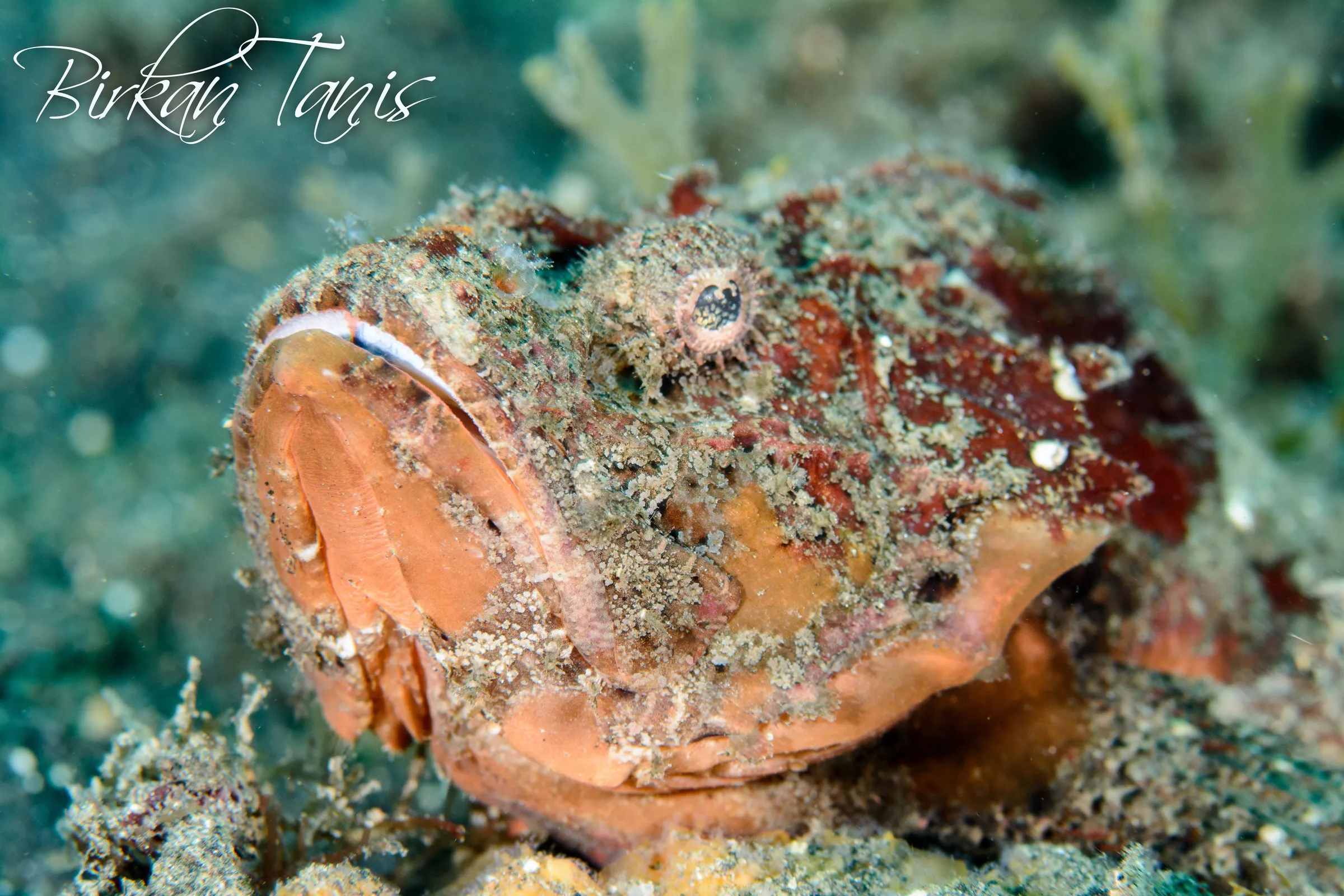 False stone fish