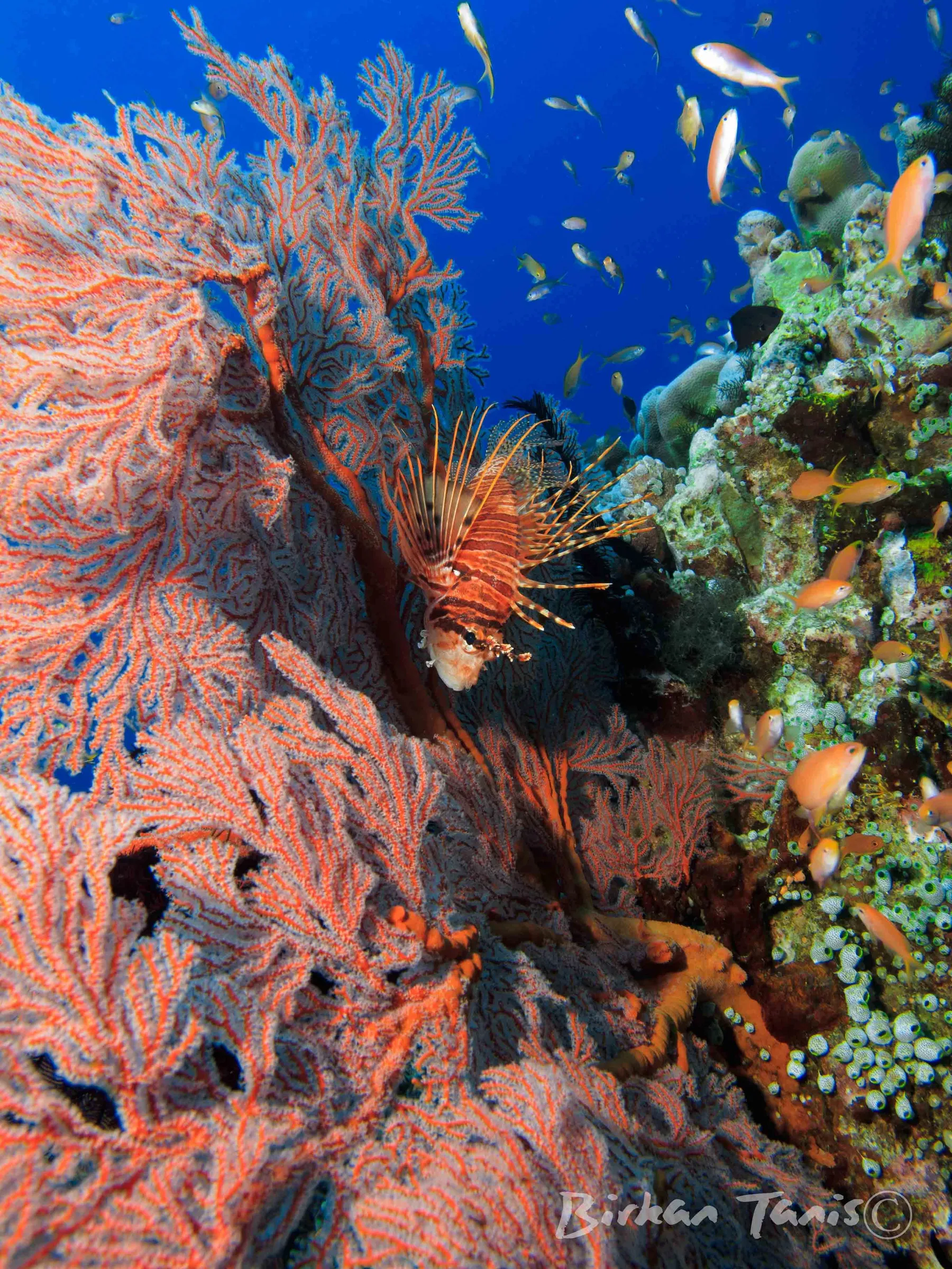 Lionfish flared on the reef