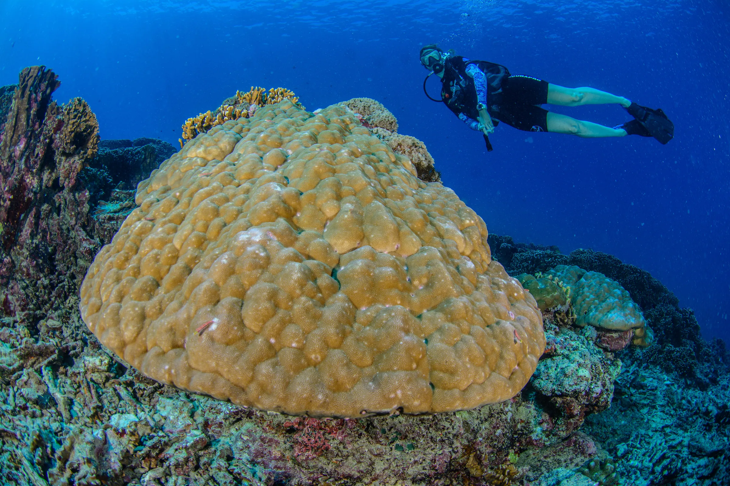 Hard coral colony detail
