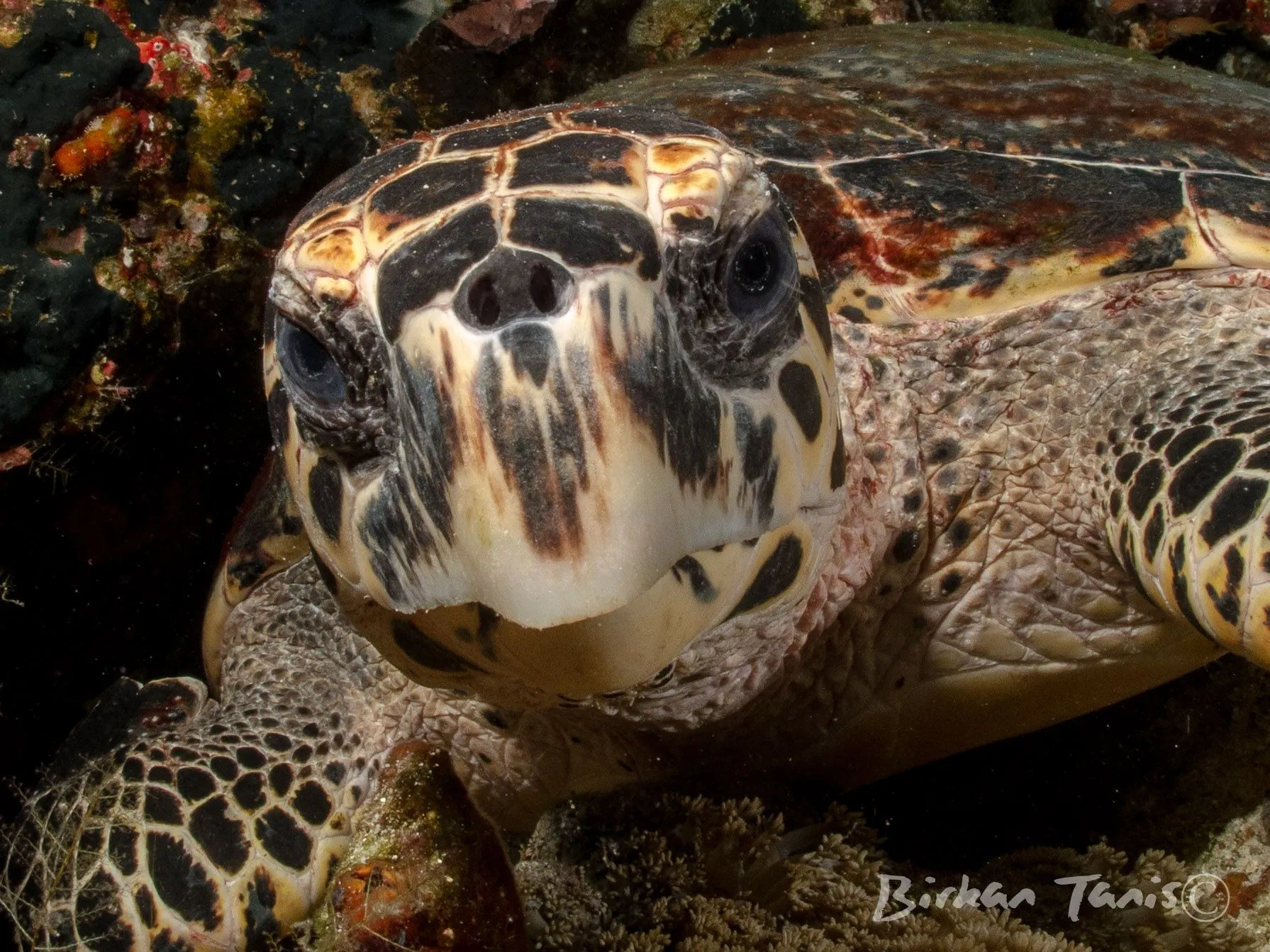 Hawksbill turtle on the reef