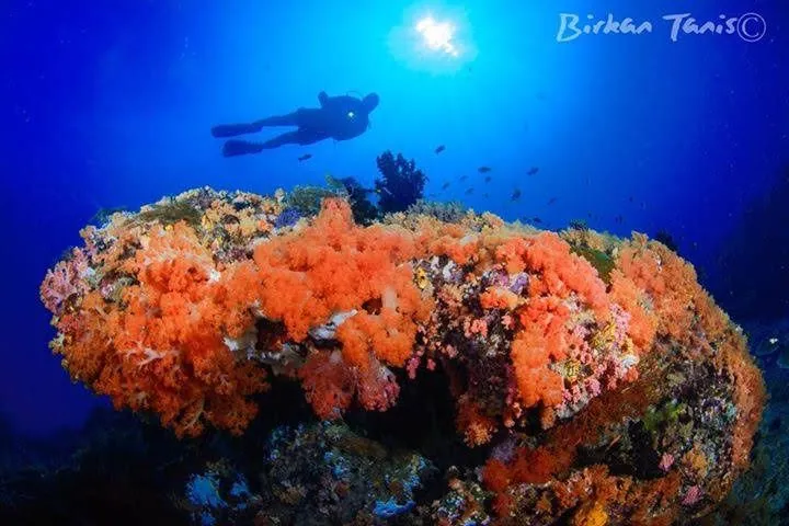 Diver above orange sea fan