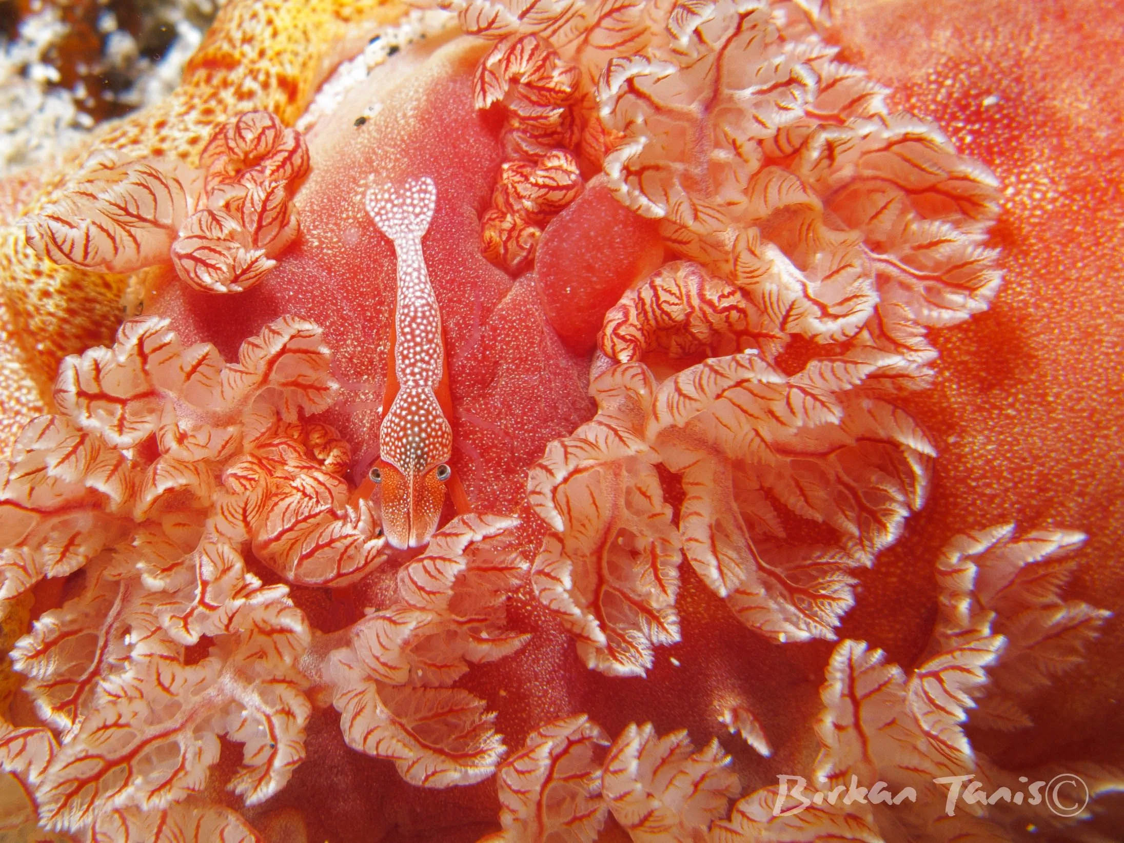 Emperor shrimp in the gills of a Spanish dancer crawling on reef