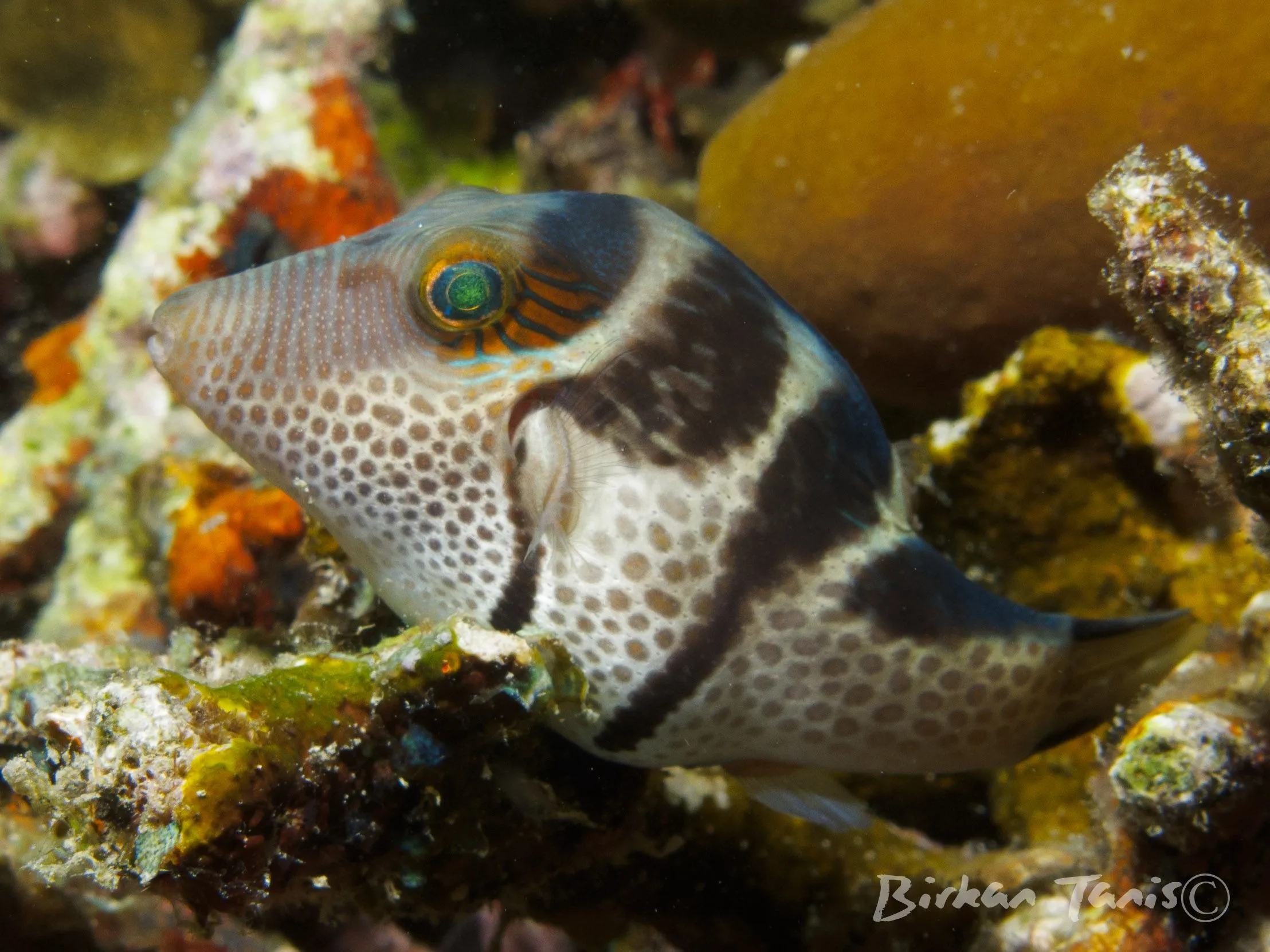Pufferfish portrait