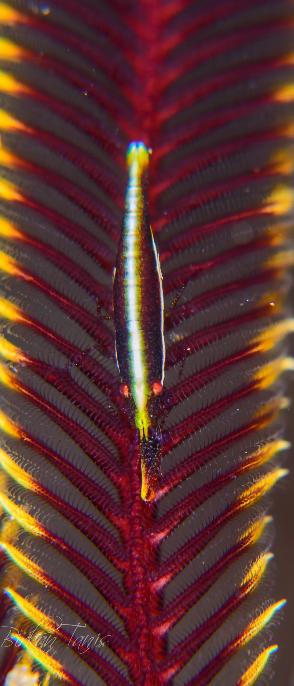 Crinoid arm close-up