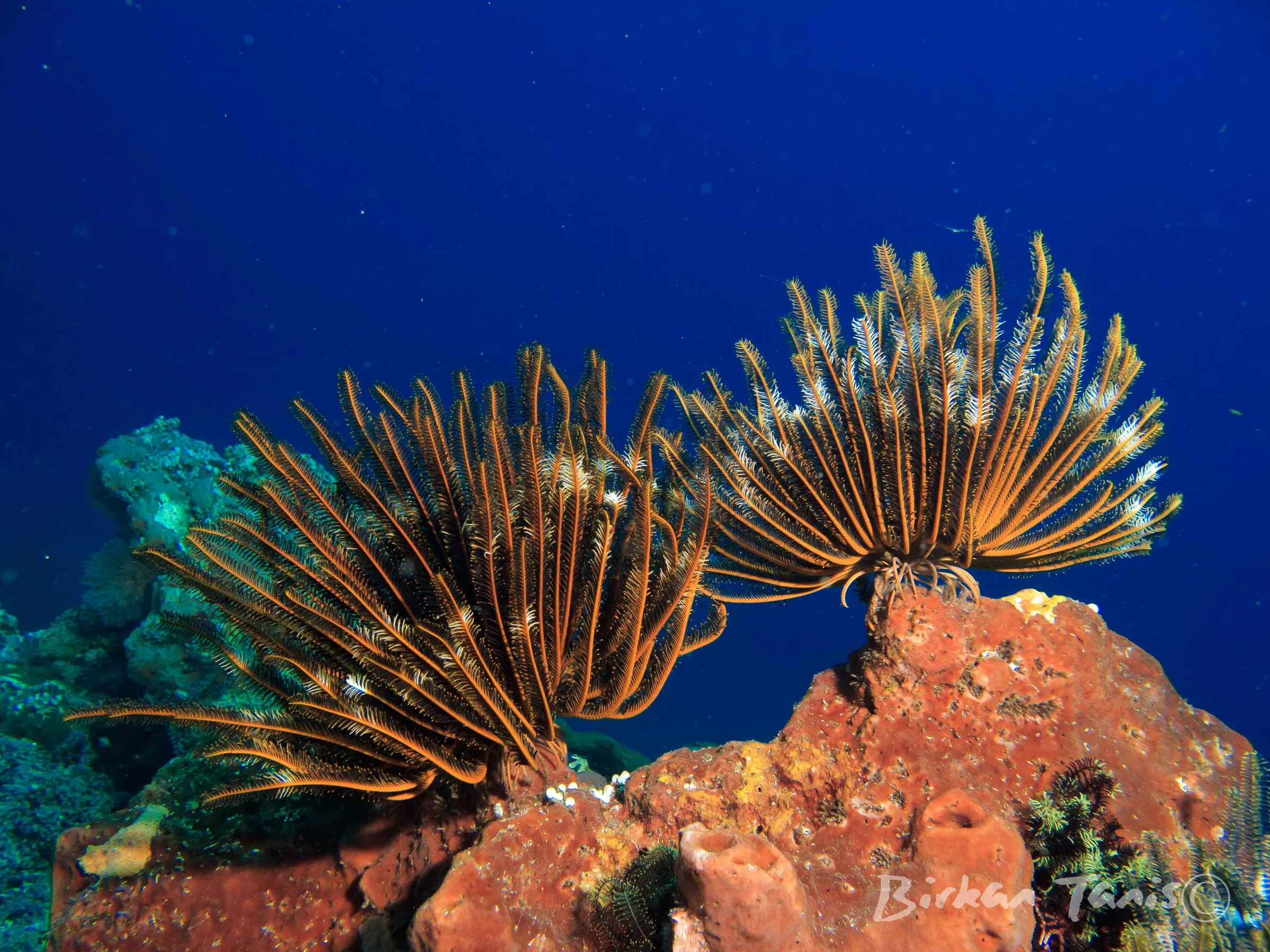Red feather star on the reef