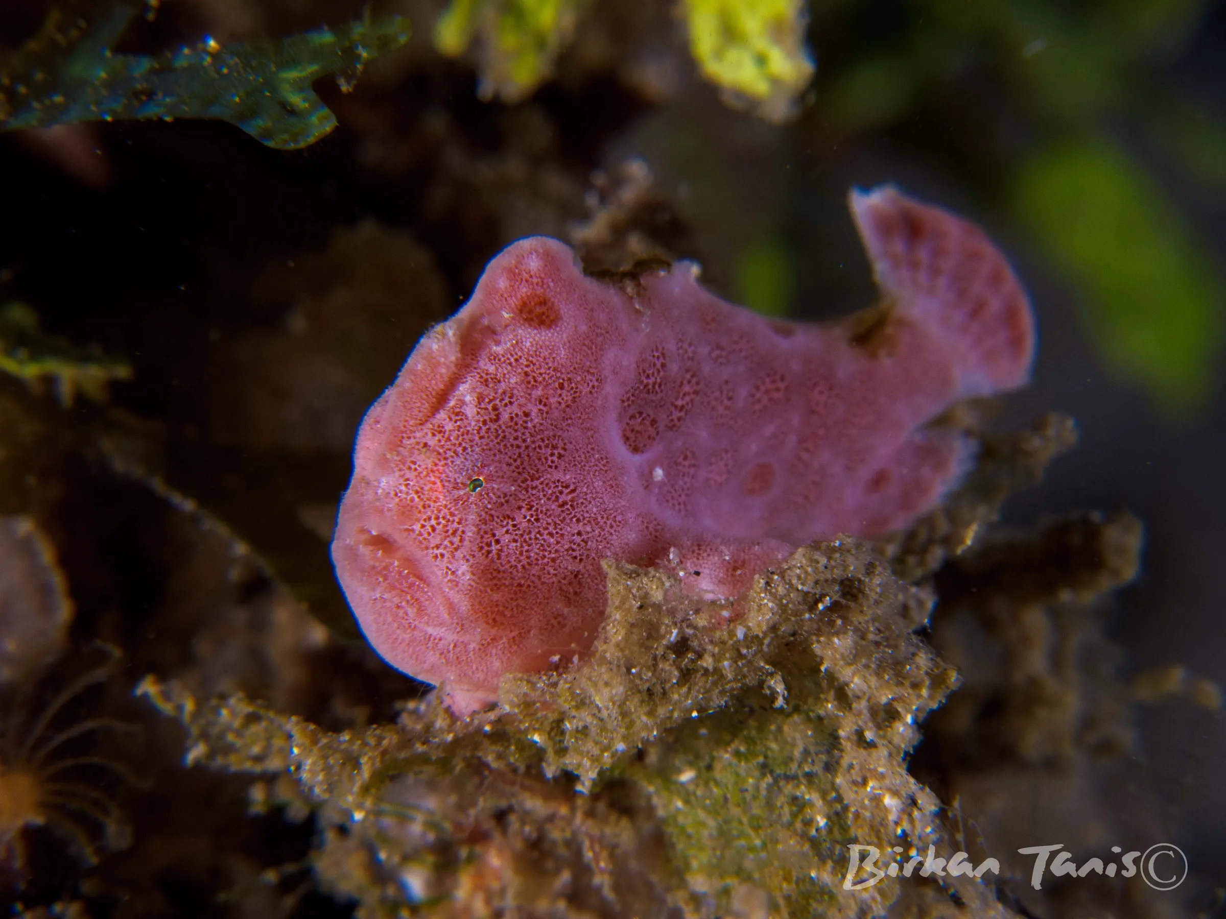 Pink frogfish on the reef