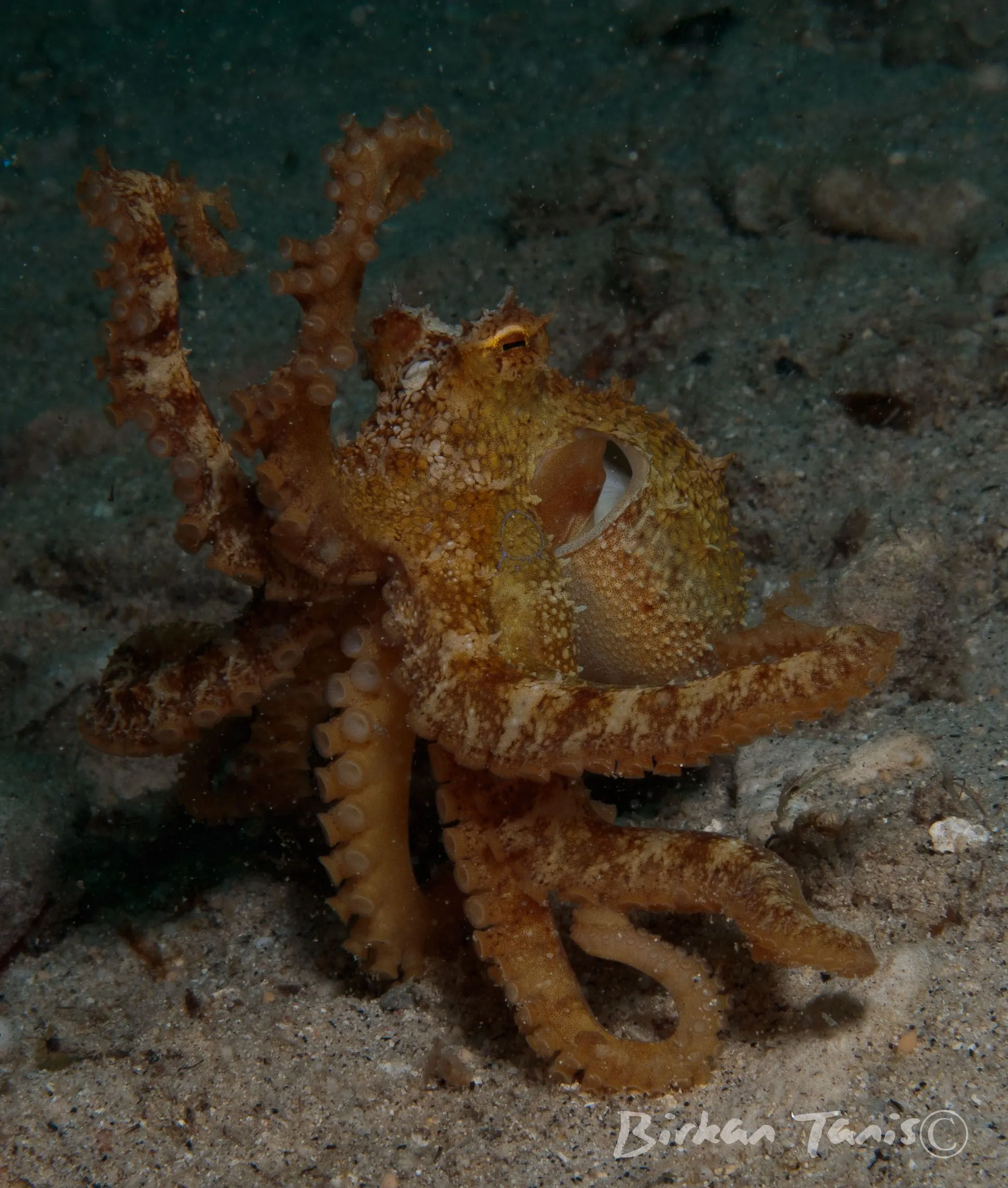 Mototo one ringed Octopus crawling on reef