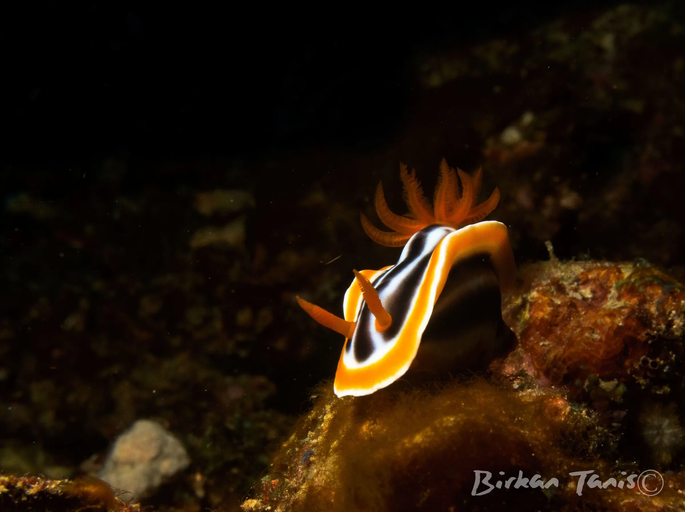 Striped nudibranch on coral