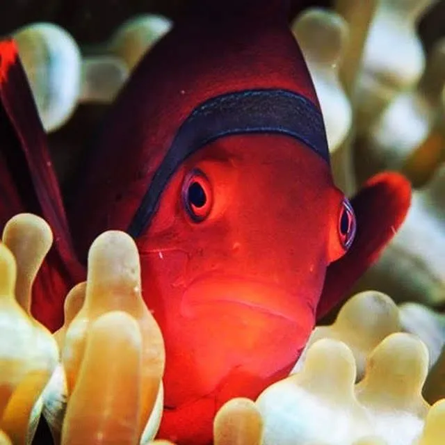 Tomato clownfish in anemone