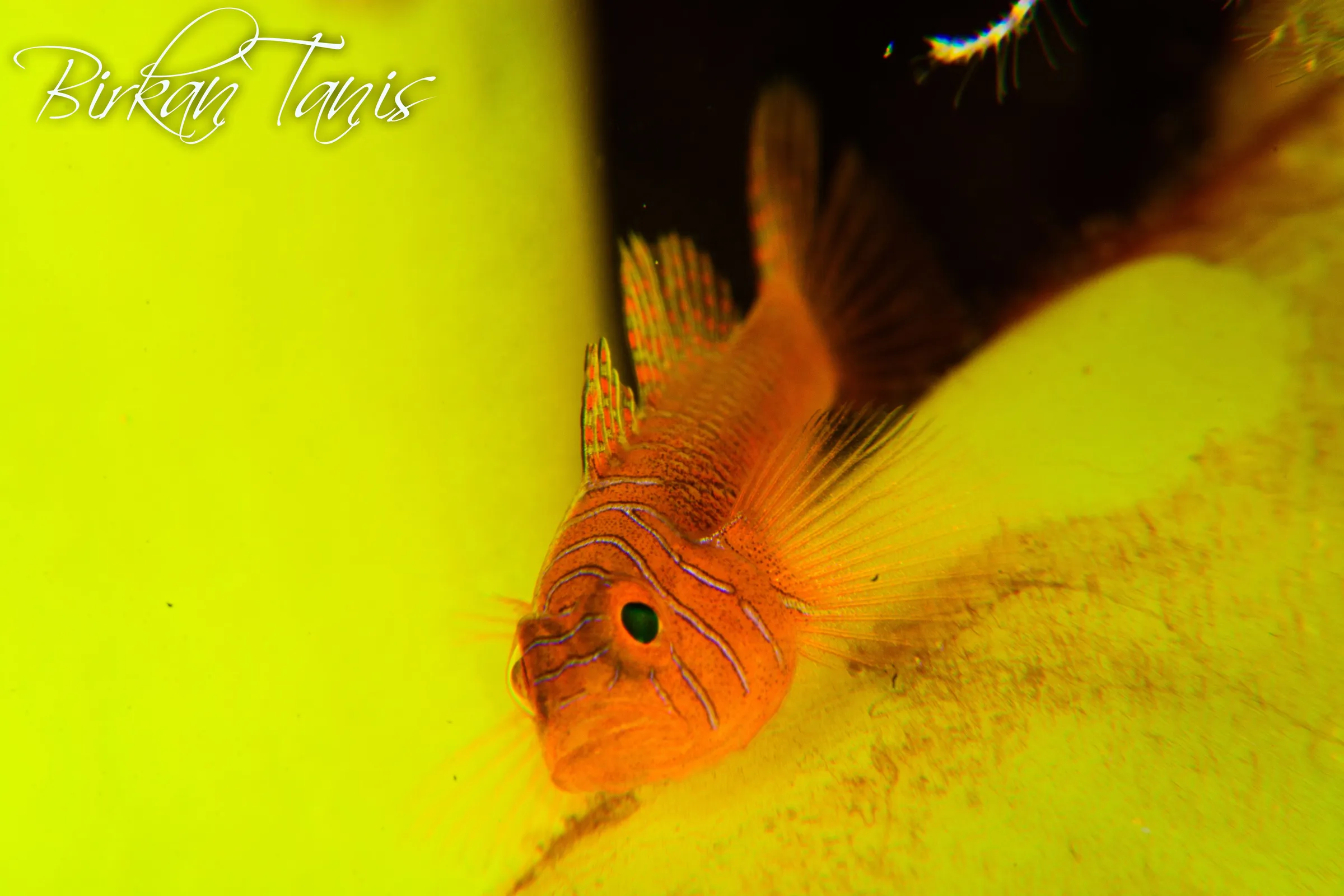 Yellow goby on sponge