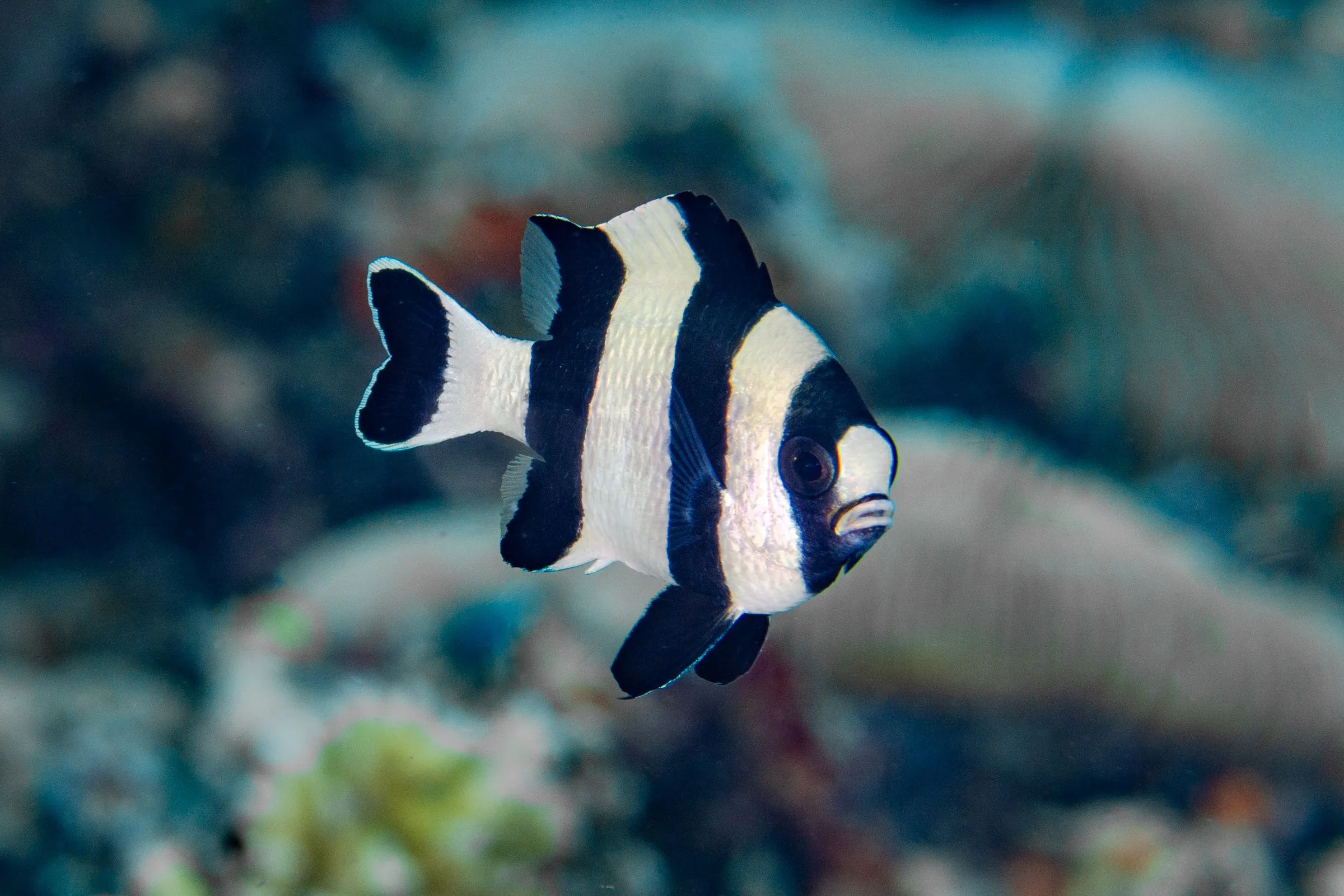Striped damselfish on reef