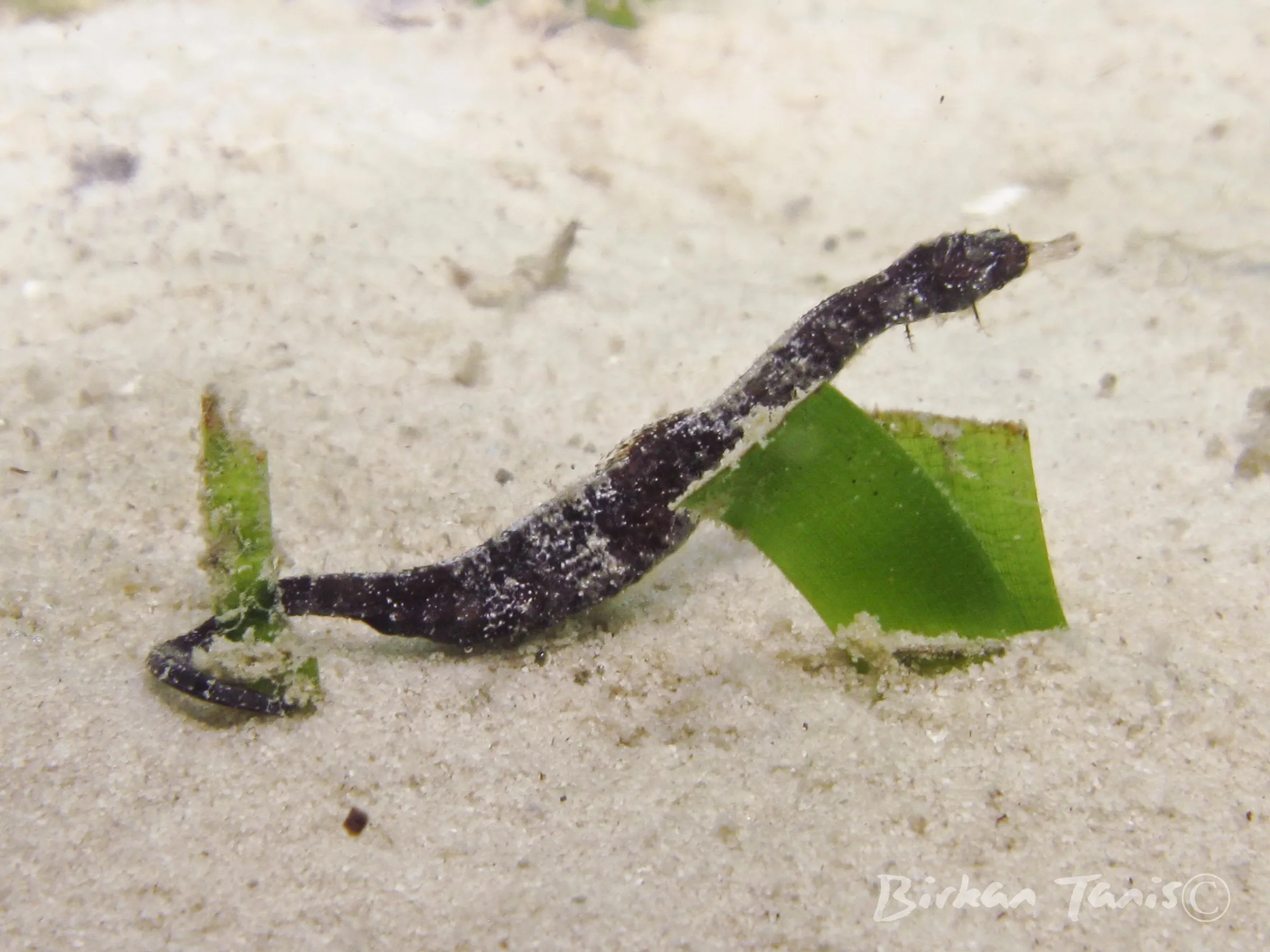 Black pigmy pipehorse on sand