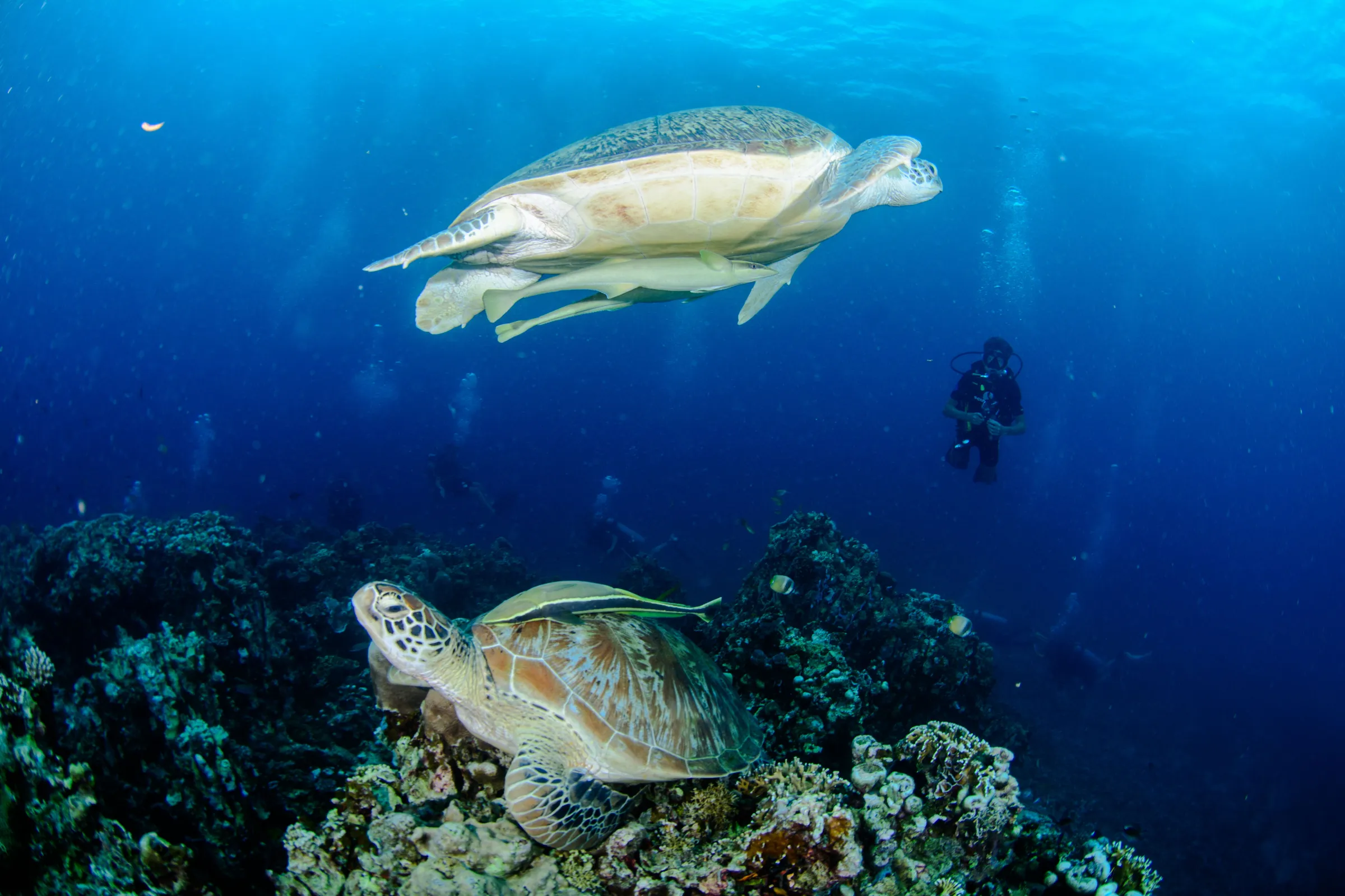 Turtle swimming through the blue