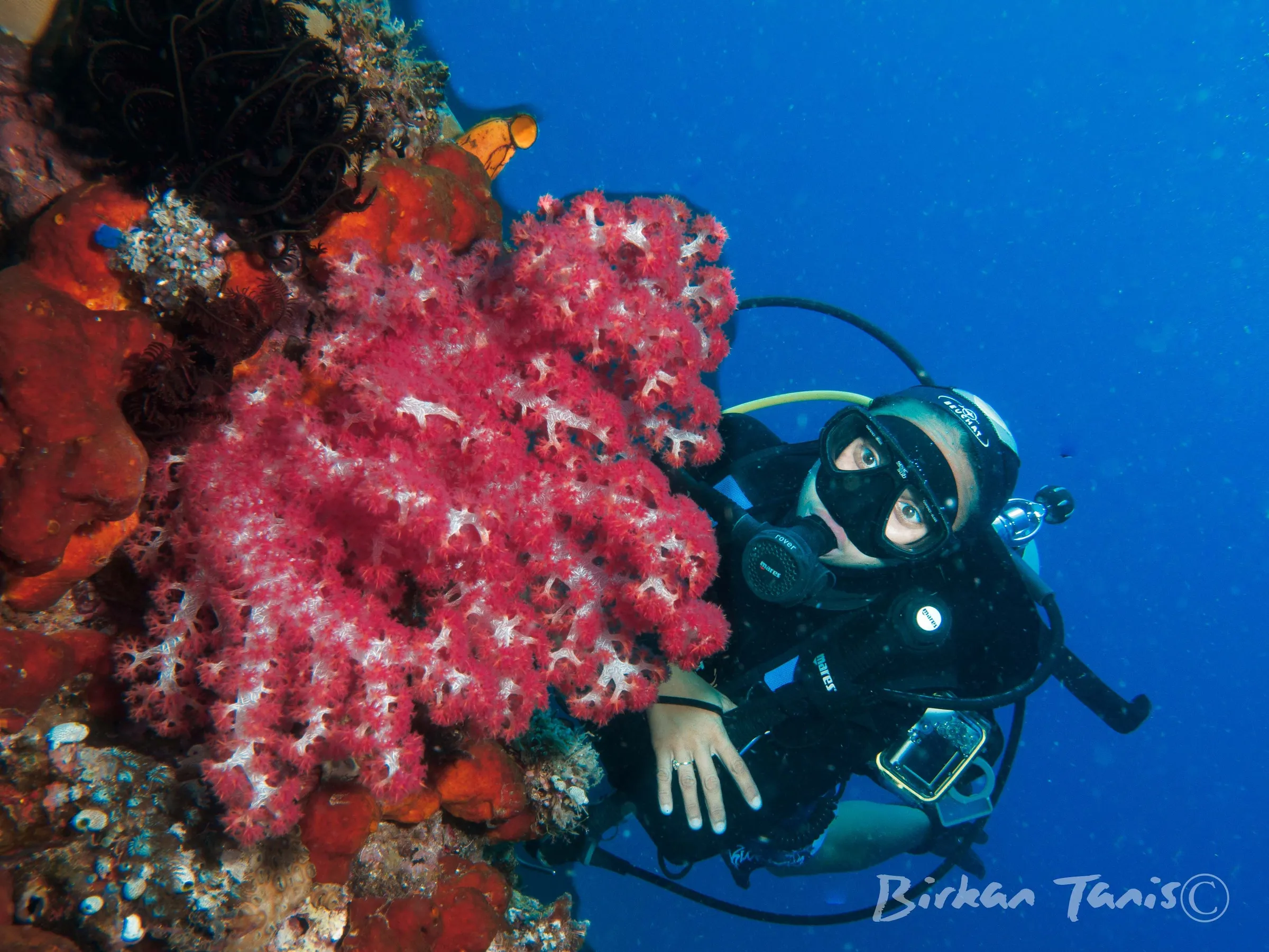 Pink soft coral with diver behind