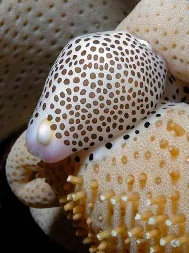 Elegant egg cowrie
