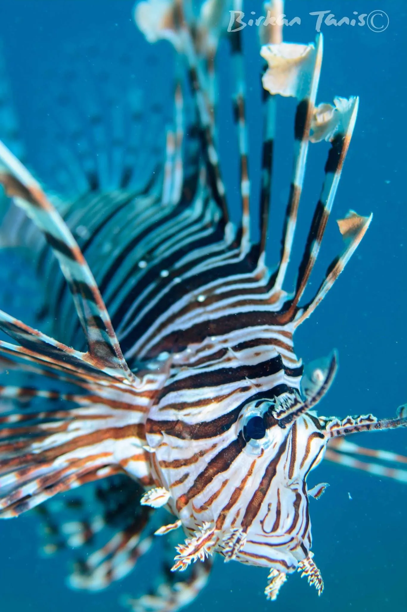Lionfish portrait close-up