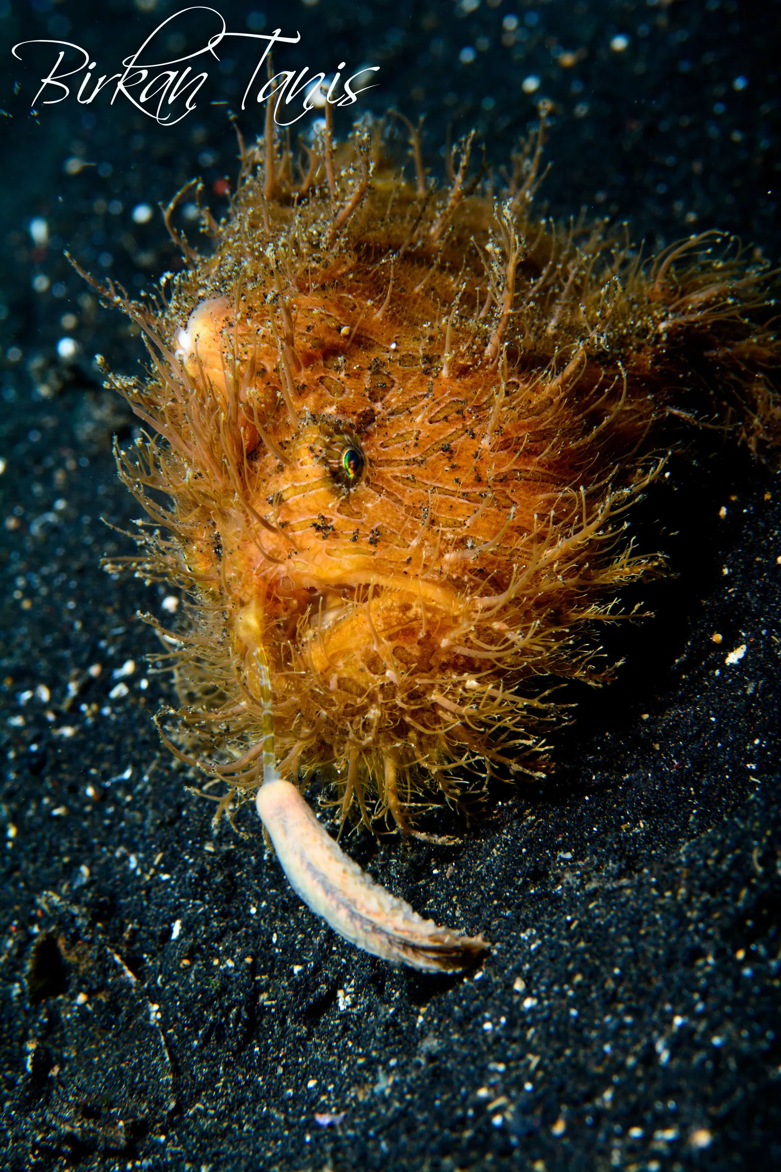 Hairy frogfish on the sand