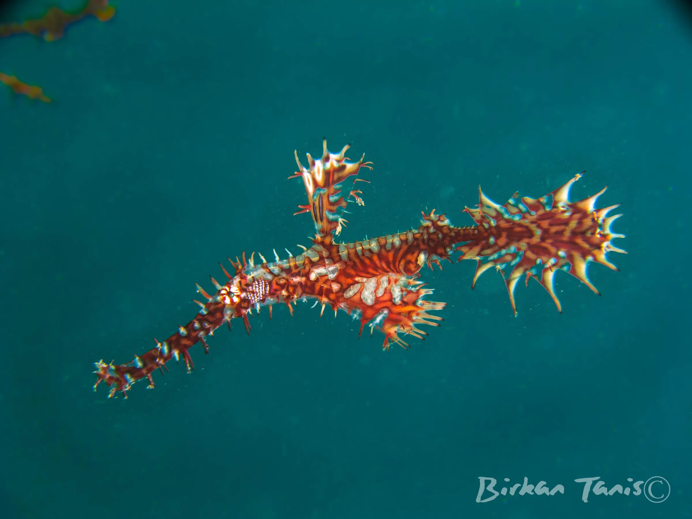 Ornate ghost pipefish hovering