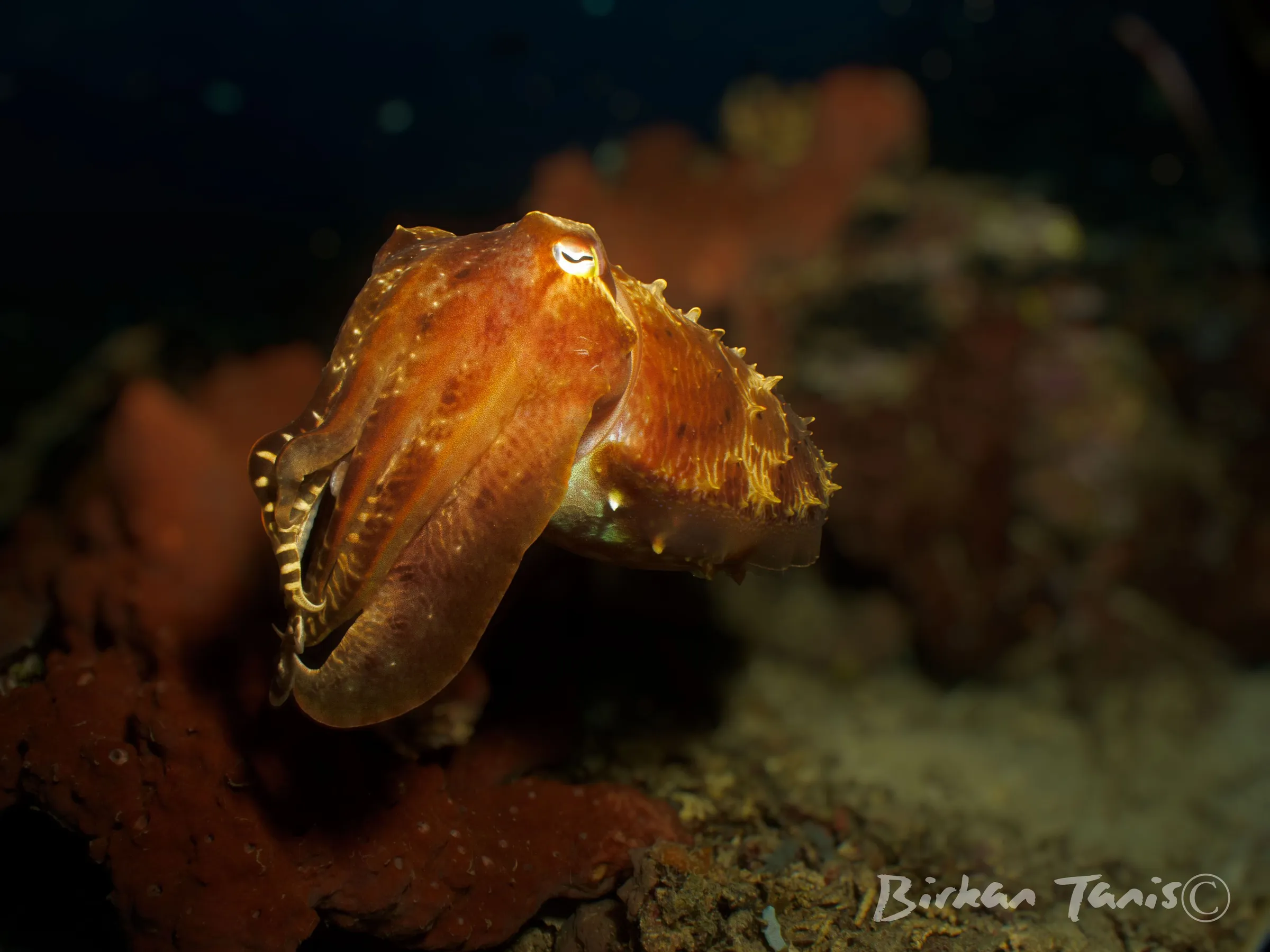 Cuttlefish