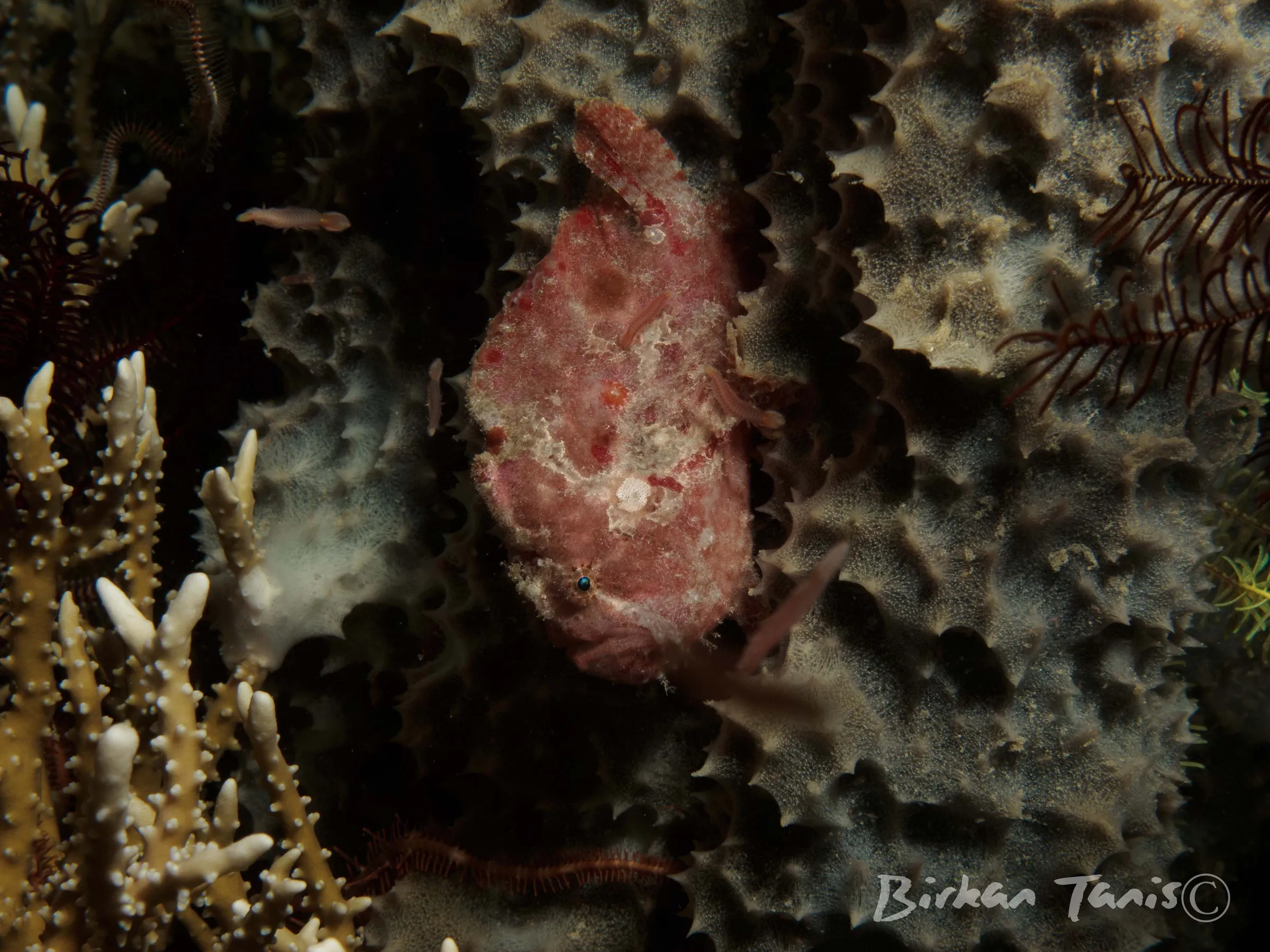 Pink frogfish on the reef