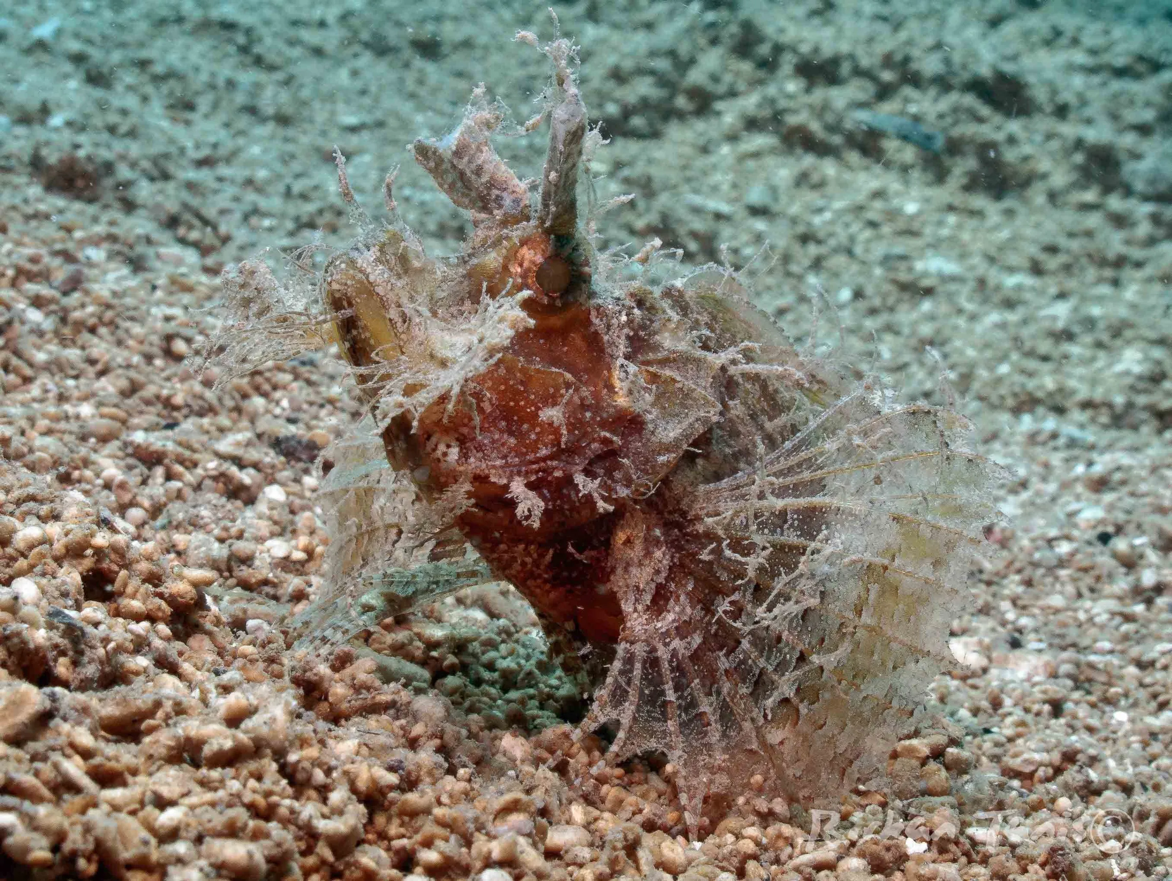 Ambon scorpion fish on the sand