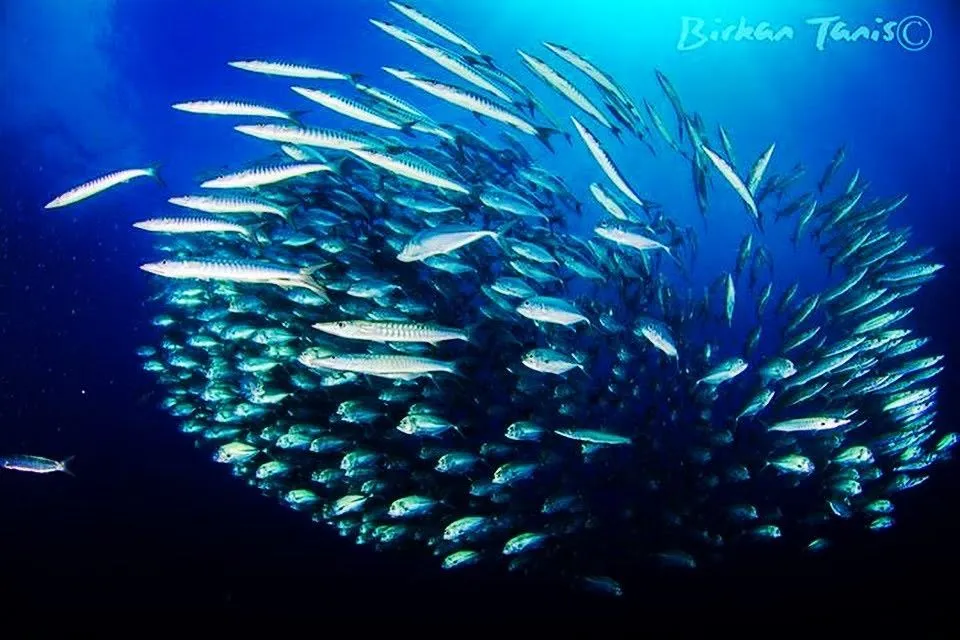 School of yellow snapper