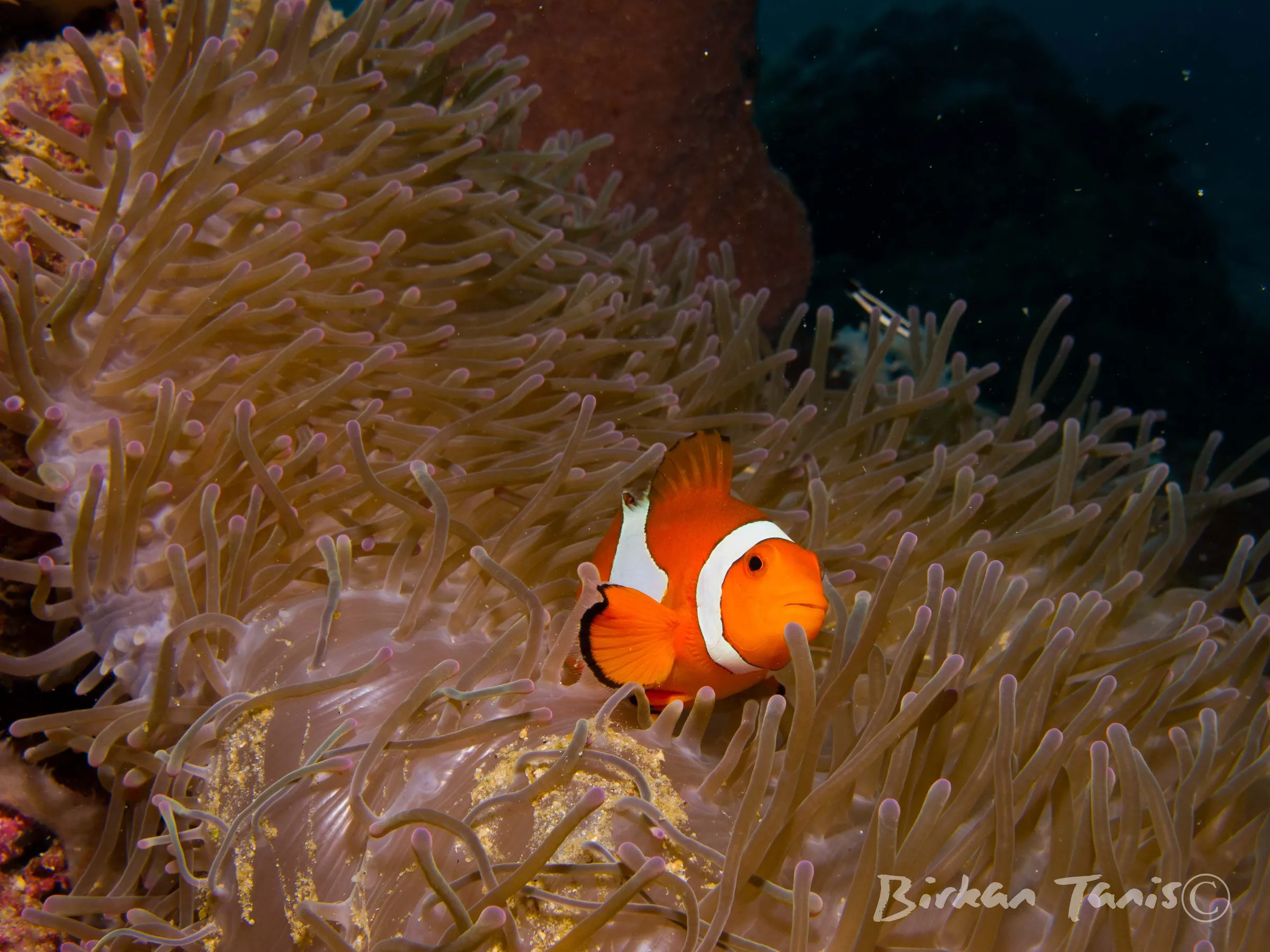 Clownfish in anemone