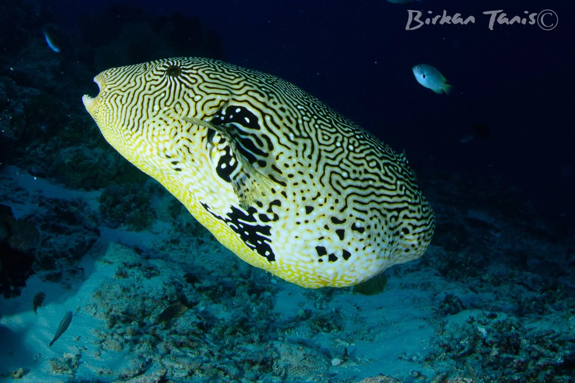 Map pufferfish portrait