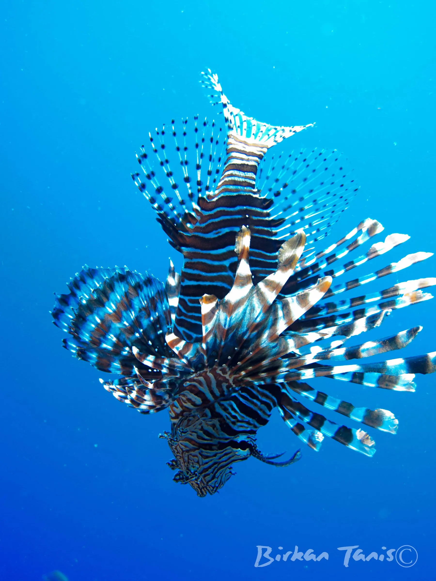 Lionfish hunting in the blue