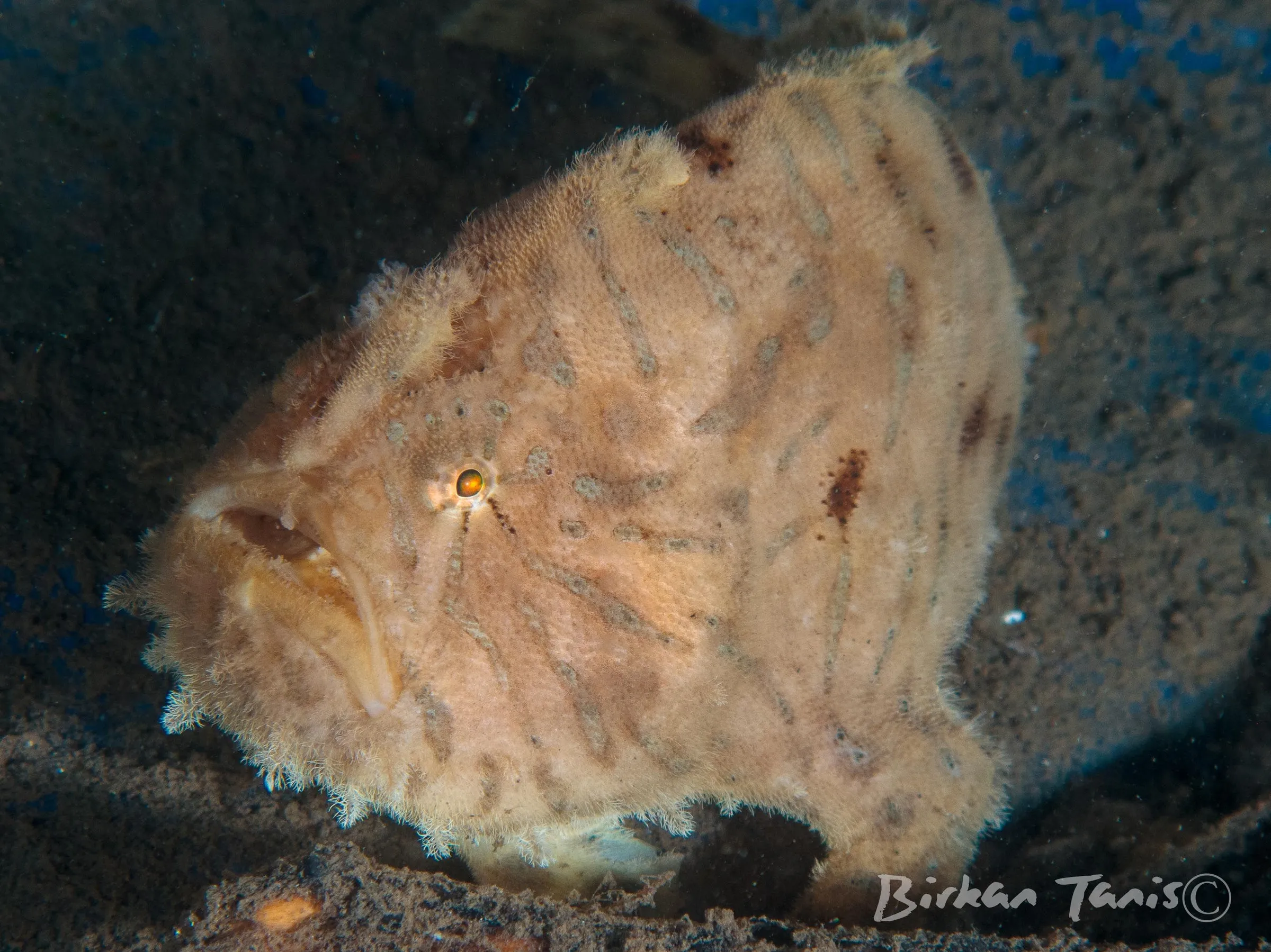 Striatus frogfish on the reef
