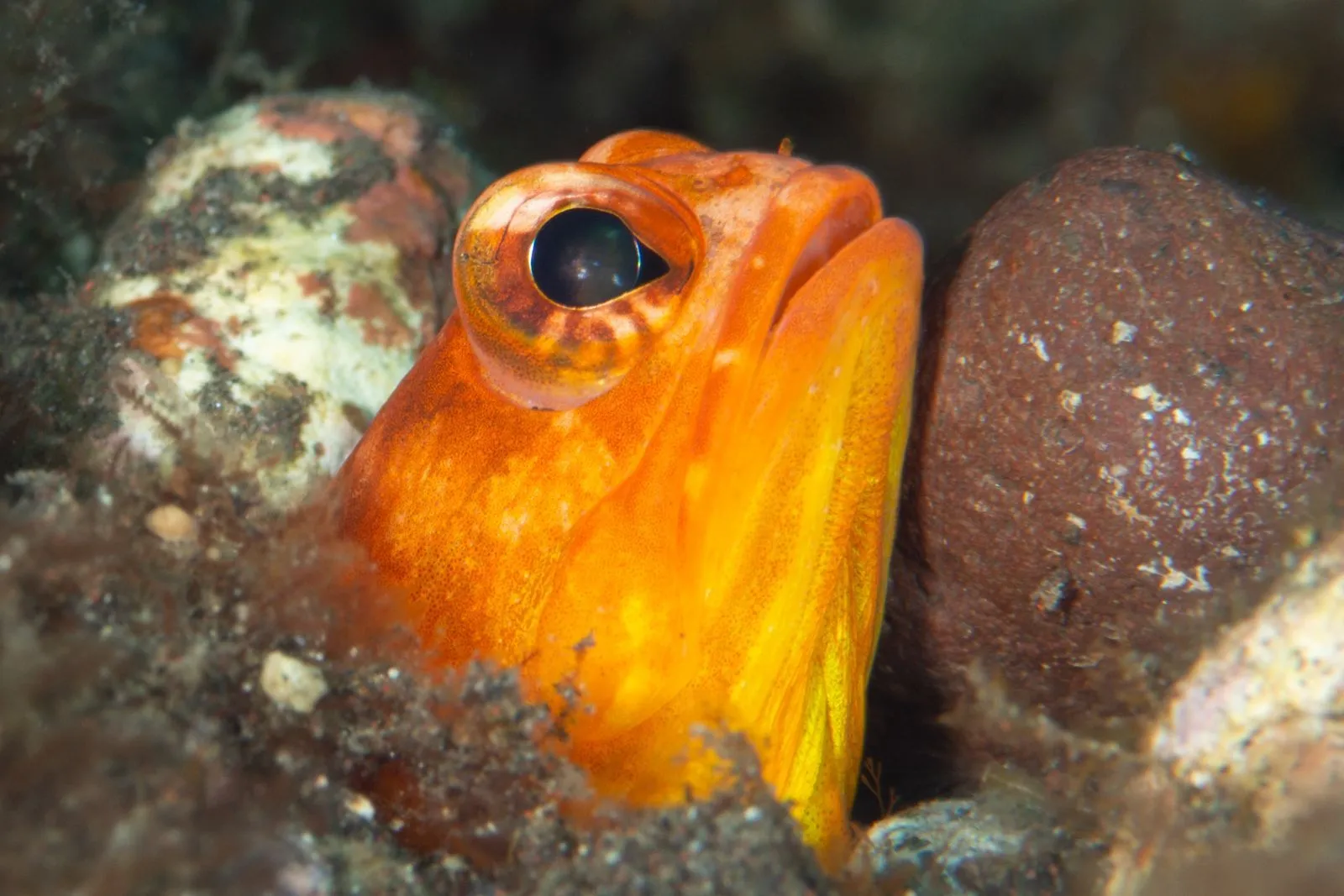 Jawfish