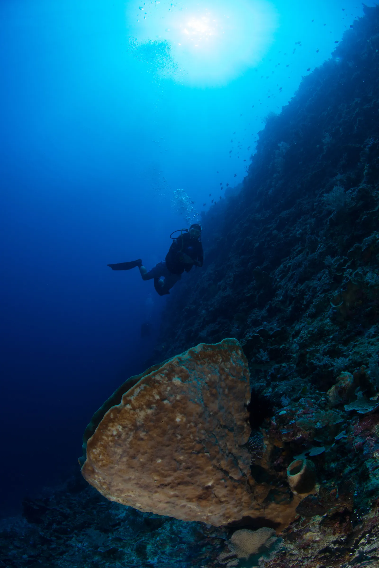 Diver descending along the wall